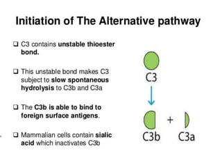 The complement system