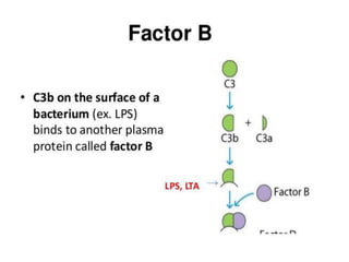 The complement system