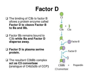 The complement system