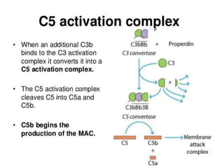 The complement system