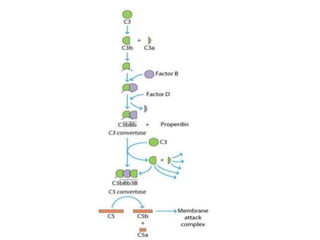 The complement system