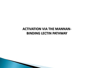 The complement system