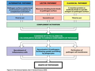 The complement system