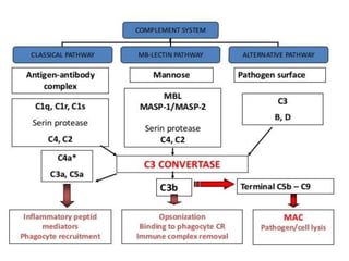 The complement system