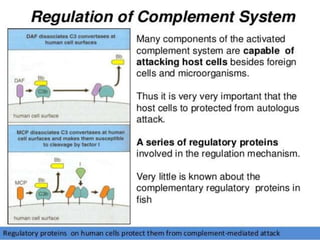 The complement system