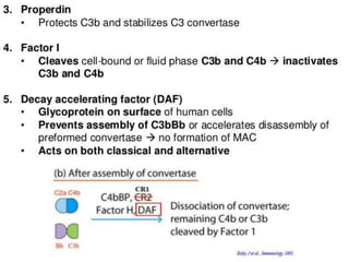 The complement system