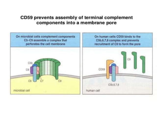 The complement system