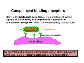 The complement system
