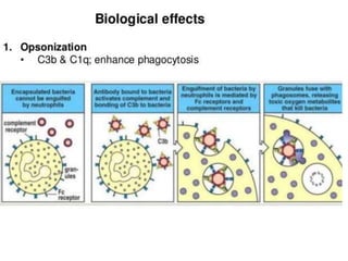 The complement system