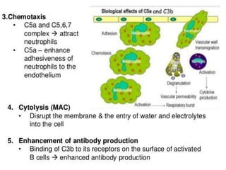 The complement system