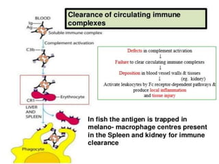 The complement system