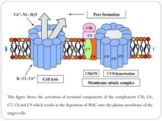 The Complement System and microbiology course | PDF