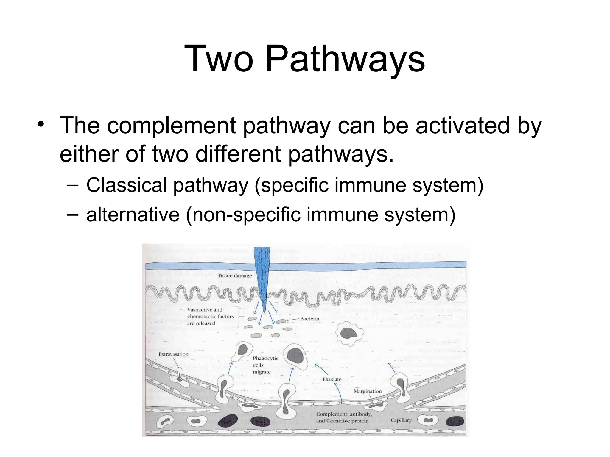 The Complement system, it's types, it's mechanism | PPT