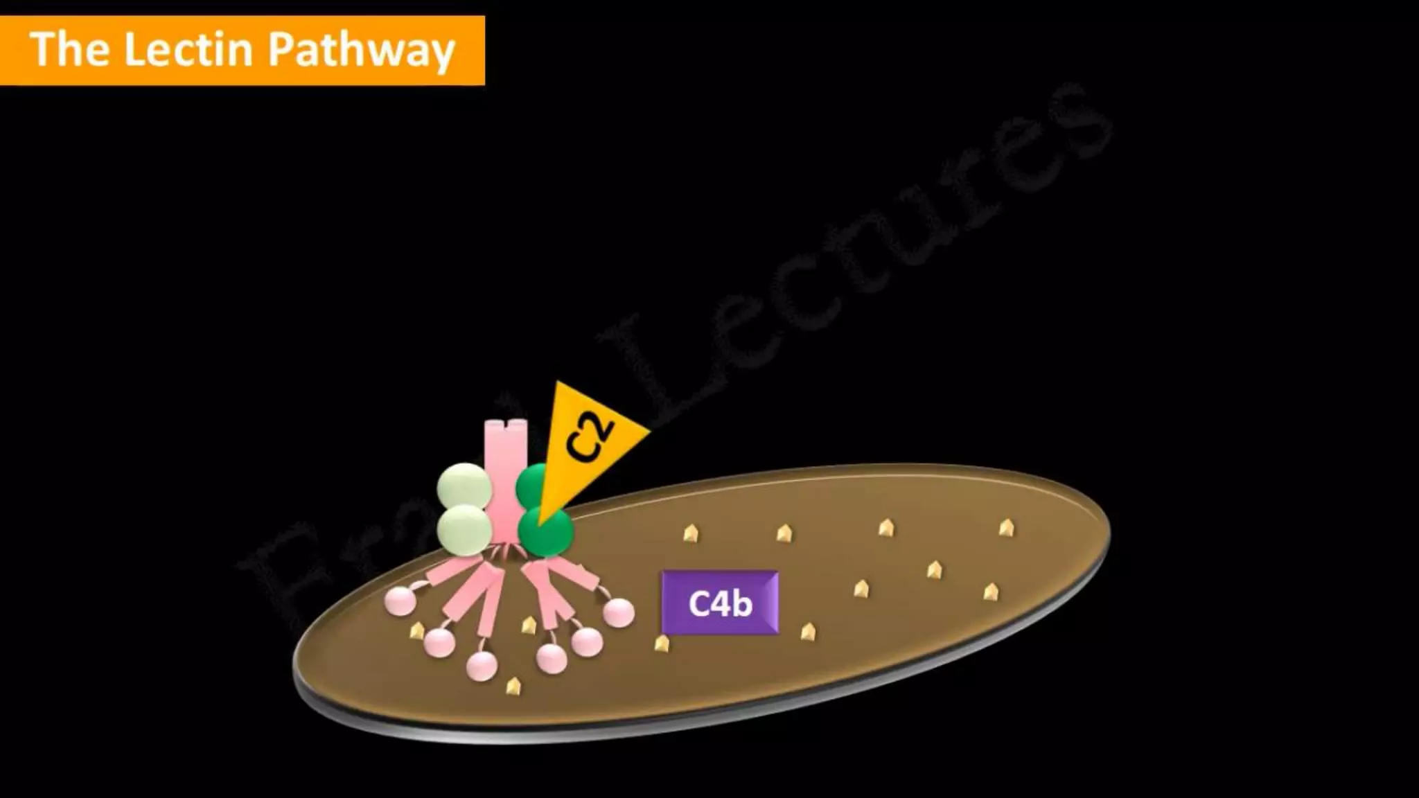 The complement system | PPT