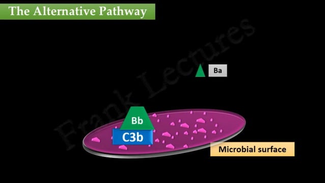 The complement system | PPT