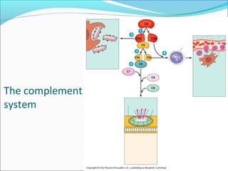 The complement system new | PPT
