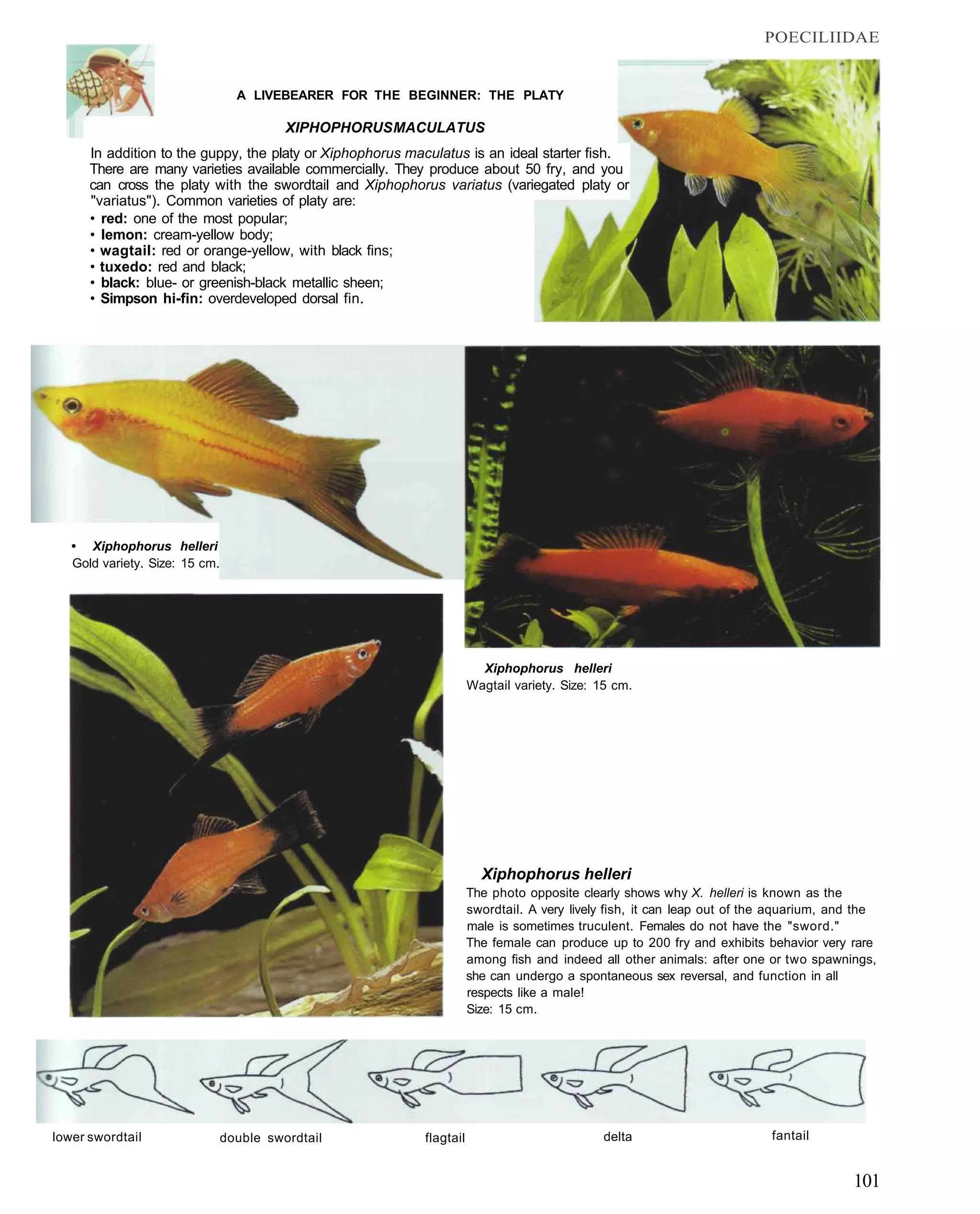 POECILIIDAE


                                  A LIVEBEARER FOR THE BEGINNER: THE PLATY

                                          XIPHOPHORUS MACULATUS
      In addition to the guppy, the platy or Xiphophorus maculatus is an ideal starter fish.
      There are many varieties available commercially. They produce about 50 fry, and you
      can cross the platy with the swordtail and Xiphophorus variatus (variegated platy or
      "variatus"). Common varieties of platy are:
      • red: one of the most popular;
      • lemon: cream-yellow body;
      • wagtail: red or orange-yellow, with black fins;
      • tuxedo: red and black;
      • black: blue- or greenish-black metallic sheen;
      • Simpson hi-fin: overdeveloped dorsal fin.




   • Xiphophorus helleri
   Gold variety. Size: 15 cm.




                                                                        Xiphophorus helleri
                                                                      Wagtail variety. Size: 15 cm.




                                                                        Xiphophorus helleri
                                                                      The photo opposite clearly shows why X. helleri is known as the
                                                                      swordtail. A very lively fish, it can leap out of the aquarium, and the
                                                                      male is sometimes truculent. Females do not have the "sword."
                                                                      The female can produce up to 200 fry and exhibits behavior very rare
                                                                      among fish and indeed all other animals: after one or two spawnings,
                                                                      she can undergo a spontaneous sex reversal, and function in all
                                                                      respects like a male!
                                                                      Size: 15 cm.




lower swordtail                 double swordtail           flagtail                           delta                       fantail


                                                                                                                                         101
 