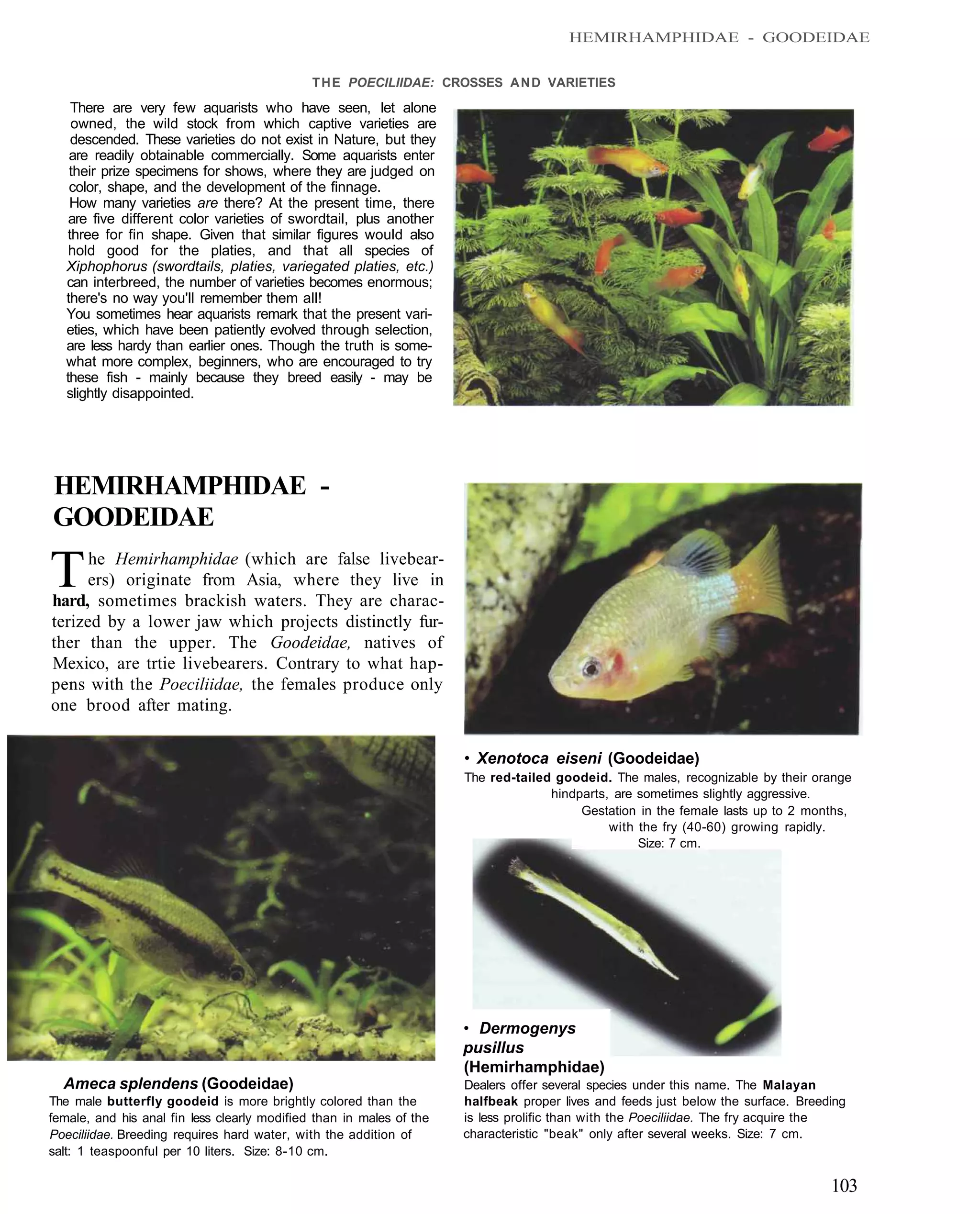 HEMIRHAMPHIDAE - GOODEIDAE


                                              T H E POECILIIDAE: CROSSES A N D VARIETIES
    There are very few aquarists who have seen, let alone
    owned, the wild stock from which captive varieties are
    descended. These varieties do not exist in Nature, but they
    are readily obtainable commercially. Some aquarists enter
    their prize specimens for shows, where they are judged on
    color, shape, and the development of the finnage.
    How many varieties are there? At the present time, there
    are five different color varieties of swordtail, plus another
   three for fin shape. Given that similar figures would also
    hold good for the platies, and that all species of
   Xiphophorus (swordtails, platies, variegated platies, etc.)
   can interbreed, the number of varieties becomes enormous;
   there's no way you'll remember them all!
   You sometimes hear aquarists remark that the present vari-
   eties, which have been patiently evolved through selection,
   are less hardy than earlier ones. Though the truth is some-
   what more complex, beginners, who are encouraged to try
   these fish - mainly because they breed easily - may be
   slightly disappointed.




HEMIRHAMPHIDAE -
GOODEIDAE

T     he Hemirhamphidae (which are false livebear-
     ers) originate from Asia, where they live in
hard, sometimes brackish waters. They are charac-
terized by a lower jaw which projects distinctly fur-
ther than the upper. The Goodeidae, natives of
Mexico, are trtie livebearers. Contrary to what hap-
pens with the Poeciliidae, the females produce only
one brood after mating.

                                                                      • Xenotoca eiseni (Goodeidae)
                                                                      The red-tailed goodeid. The males, recognizable by their orange
                                                                                    hindparts, are sometimes slightly aggressive.
                                                                                         Gestation in the female lasts up to 2 months,
                                                                                              with the fry (40-60) growing rapidly.
                                                                                                   Size: 7 cm.




                                                                      • Dermogenys
                                                                      pusillus
                                                                      (Hemirhamphidae)
  Ameca splendens (Goodeidae)                                         Dealers offer several species under this name. The Malayan
The male butterfly goodeid is more brightly colored than the          halfbeak proper lives and feeds just below the surface. Breeding
female, and his anal fin less clearly modified than in males of the   is less prolific than with the Poeciliidae. The fry acquire the
Poeciliidae. Breeding requires hard water, with the addition of       characteristic "beak" only after several weeks. Size: 7 cm.
salt: 1 teaspoonful per 10 liters. Size: 8-10 cm.

                                                                                                                                   103
 