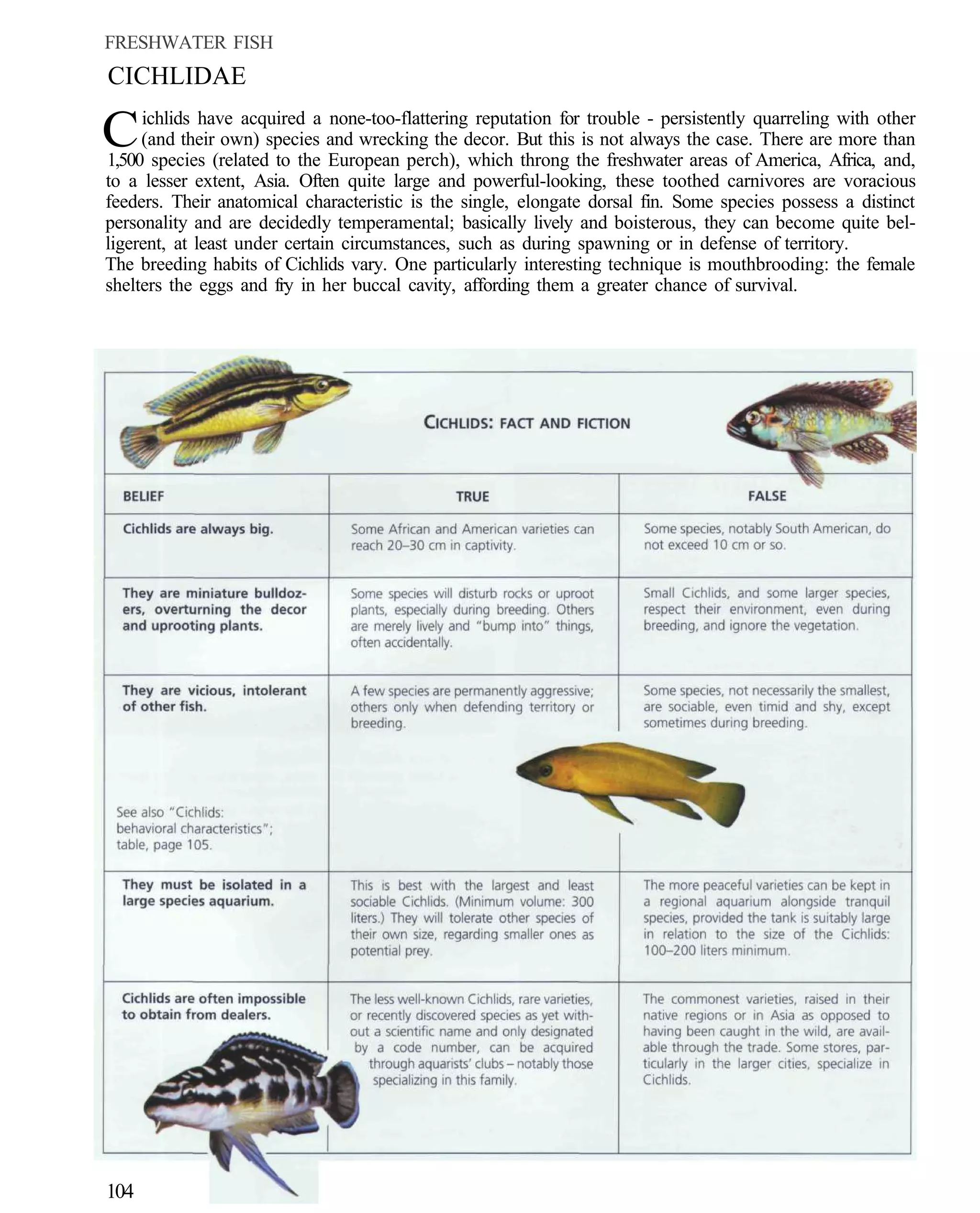 FRESHWATER FISH
CICHLIDAE

C    ichlids have acquired a none-too-flattering reputation for trouble - persistently quarreling with other
     (and their own) species and wrecking the decor. But this is not always the case. There are more than
1,500 species (related to the European perch), which throng the freshwater areas of America, Africa, and,
to a lesser extent, Asia. Often quite large and powerful-looking, these toothed carnivores are voracious
feeders. Their anatomical characteristic is the single, elongate dorsal fin. Some species possess a distinct
personality and are decidedly temperamental; basically lively and boisterous, they can become quite bel-
ligerent, at least under certain circumstances, such as during spawning or in defense of territory.
The breeding habits of Cichlids vary. One particularly interesting technique is mouthbrooding: the female
shelters the eggs and fry in her buccal cavity, affording them a greater chance of survival.




104
 