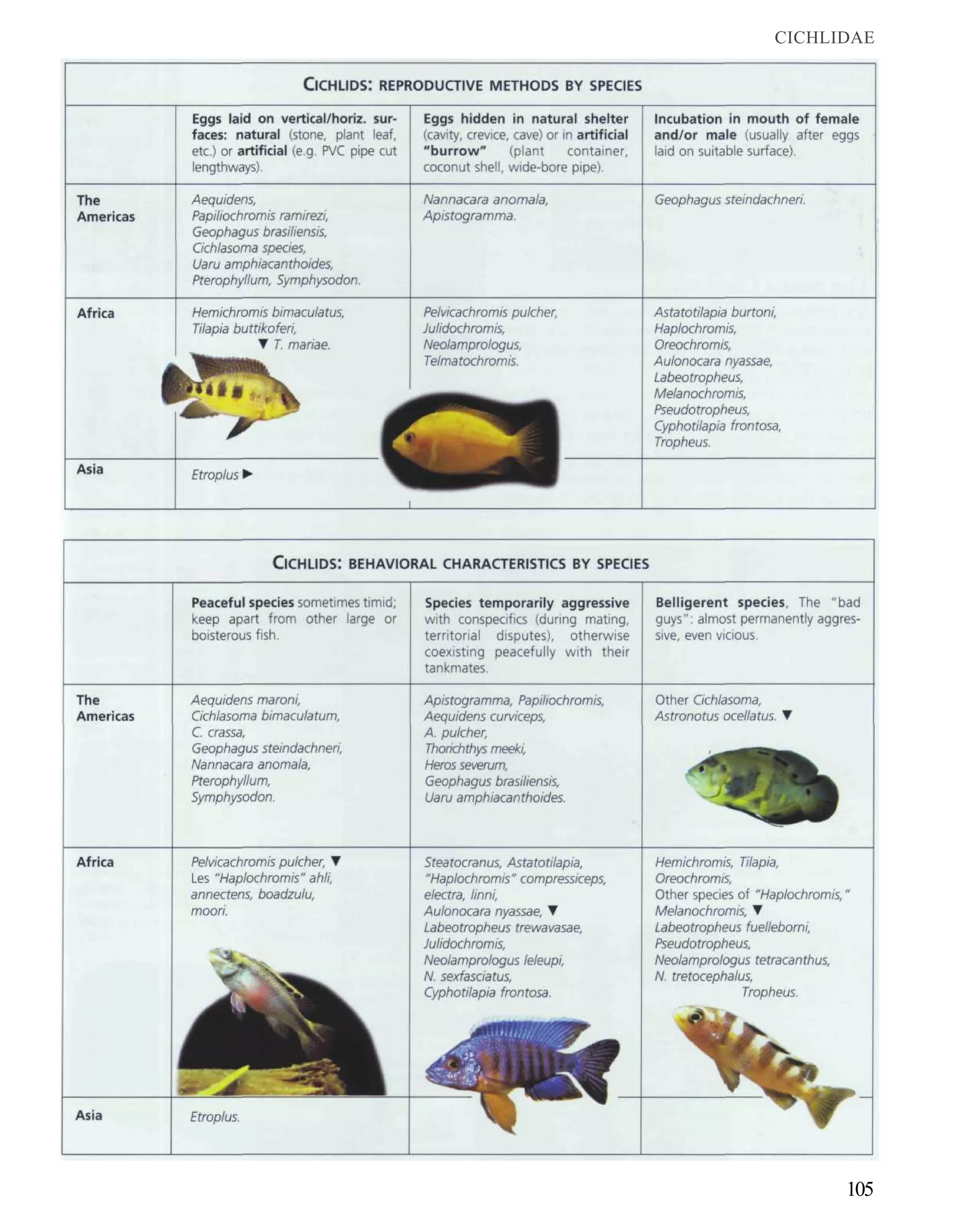 CICHLIDAE




      105
 
