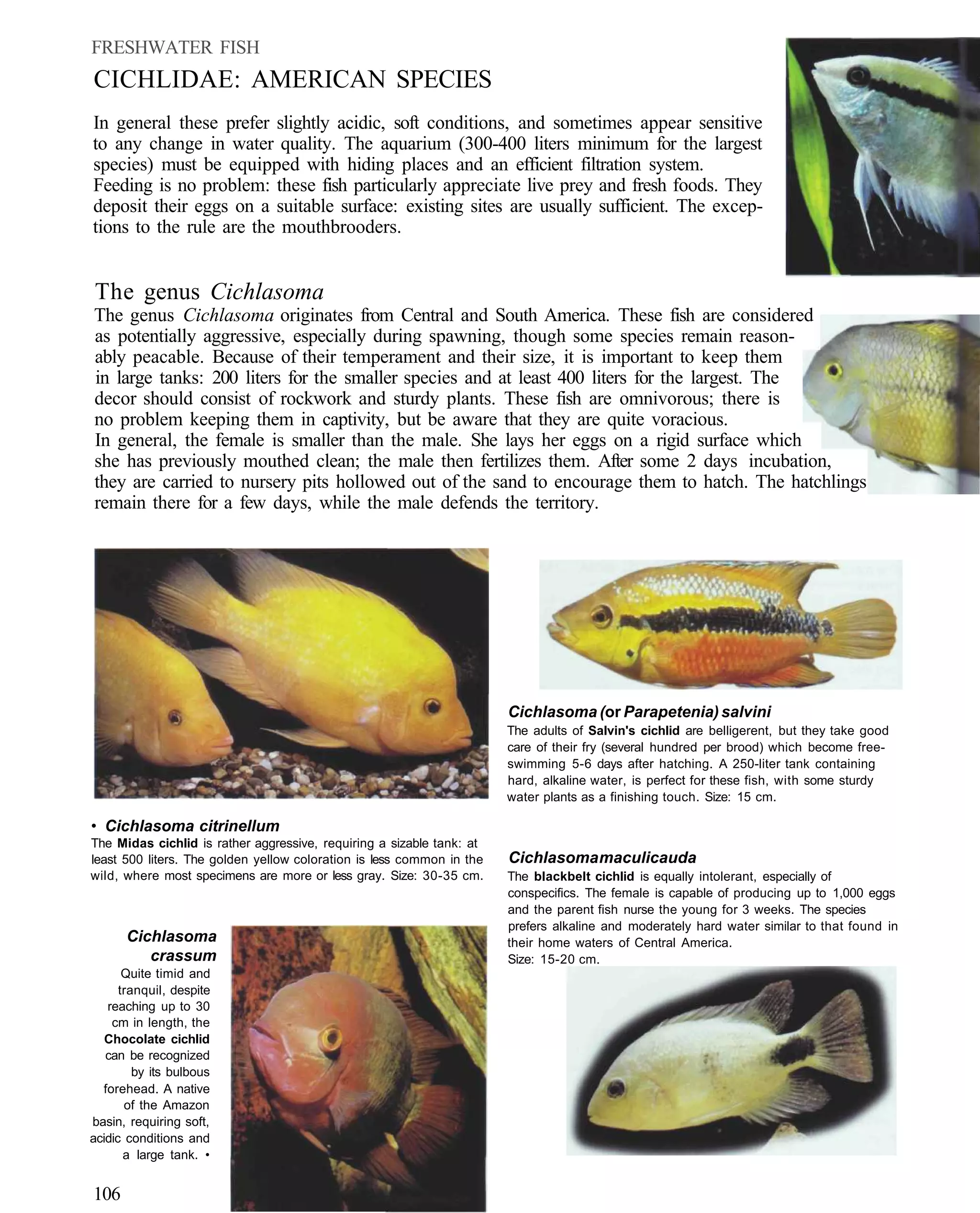 FRESHWATER FISH
CICHLIDAE: AMERICAN SPECIES
In general these prefer slightly acidic, soft conditions, and sometimes appear sensitive
to any change in water quality. The aquarium (300-400 liters minimum for the largest
species) must be equipped with hiding places and an efficient filtration system.
Feeding is no problem: these fish particularly appreciate live prey and fresh foods. They
deposit their eggs on a suitable surface: existing sites are usually sufficient. The excep-
tions to the rule are the mouthbrooders.


The genus Cichlasoma
The genus Cichlasoma originates from Central and South America. These fish are considered
as potentially aggressive, especially during spawning, though some species remain reason-
ably peacable. Because of their temperament and their size, it is important to keep them
in large tanks: 200 liters for the smaller species and at least 400 liters for the largest. The
decor should consist of rockwork and sturdy plants. These fish are omnivorous; there is
no problem keeping them in captivity, but be aware that they are quite voracious.
In general, the female is smaller than the male. She lays her eggs on a rigid surface which
she has previously mouthed clean; the male then fertilizes them. After some 2 days incubation,
they are carried to nursery pits hollowed out of the sand to encourage them to hatch. The hatchlings
remain there for a few days, while the male defends the territory.




                                                                       Cichlasoma (or Parapetenia) salvini
                                                                       The adults of Salvin's cichlid are belligerent, but they take good
                                                                       care of their fry (several hundred per brood) which become free-
                                                                       swimming 5-6 days after hatching. A 250-liter tank containing
                                                                       hard, alkaline water, is perfect for these fish, with some sturdy
                                                                       water plants as a finishing touch. Size: 15 cm.

• Cichlasoma citrinellum
The Midas cichlid is rather aggressive, requiring a sizable tank: at
least 500 liters. The golden yellow coloration is less common in the   Cichlasoma maculicauda
wild, where most specimens are more or less gray. Size: 30-35 cm.      The blackbelt cichlid is equally intolerant, especially of
                                                                       conspecifics. The female is capable of producing up to 1,000 eggs
                                                                       and the parent fish nurse the young for 3 weeks. The species
                                                                       prefers alkaline and moderately hard water similar to that found in
      Cichlasoma                                                       their home waters of Central America.
         crassum                                                       Size: 15-20 cm.
       Quite timid and
      tranquil, despite
   reaching up to 30
    cm in length, the
   Chocolate cichlid
   can be recognized
         by its bulbous
  forehead. A native
       of the Amazon
basin, requiring soft,
acidic conditions and
       a large tank. •


106
 