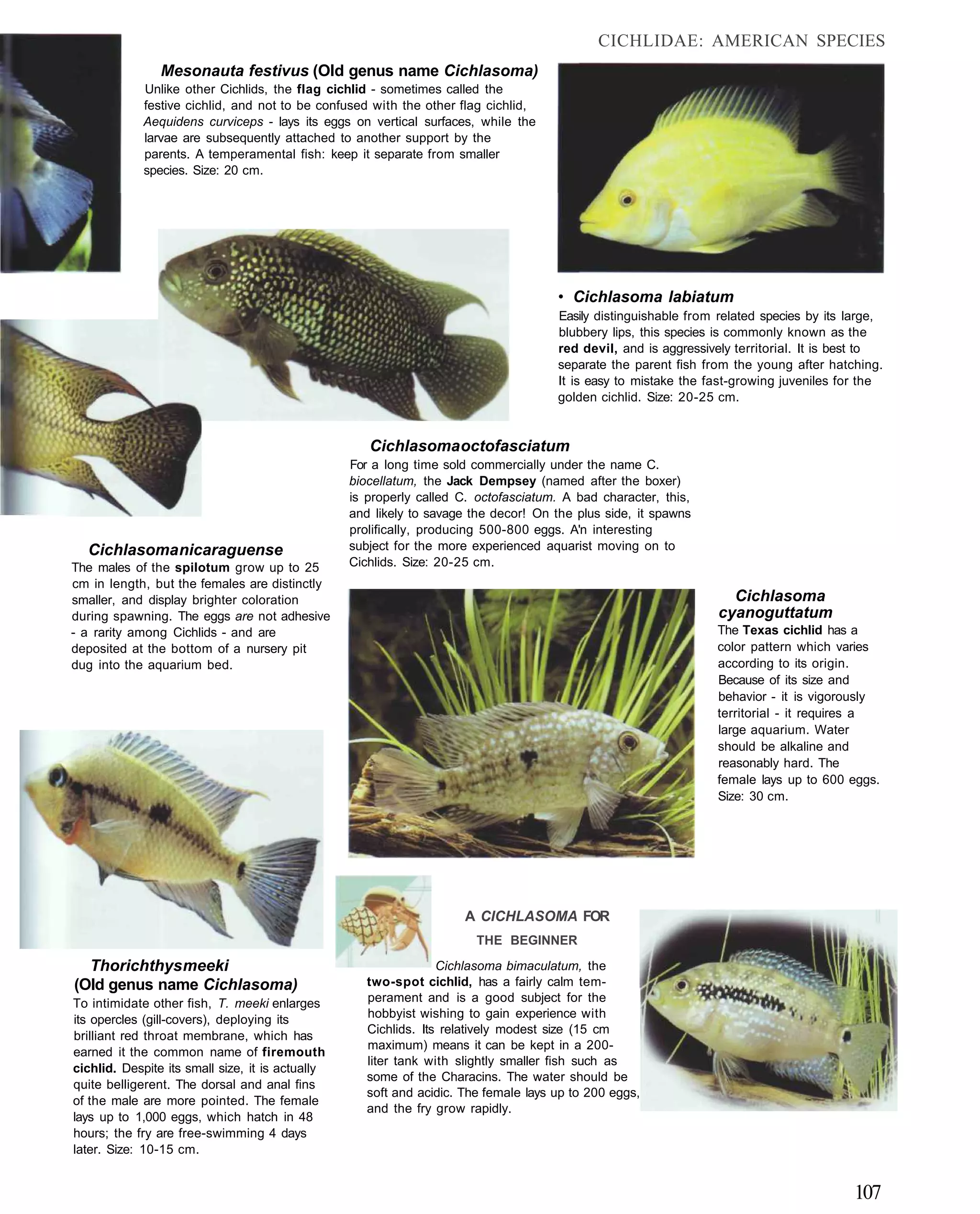 CICHLIDAE: AMERICAN SPECIES
                Mesonauta festivus (Old genus name Cichlasoma)
             Unlike other Cichlids, the flag cichlid - sometimes called the
             festive cichlid, and not to be confused with the other flag cichlid,
             Aequidens curviceps - lays its eggs on vertical surfaces, while the
             larvae are subsequently attached to another support by the
             parents. A temperamental fish: keep it separate from smaller
             species. Size: 20 cm.




                                                                                      • Cichlasoma labiatum
                                                                                      Easily distinguishable from related species by its large,
                                                                                      blubbery lips, this species is commonly known as the
                                                                                      red devil, and is aggressively territorial. It is best to
                                                                                      separate the parent fish from the young after hatching.
                                                                                      It is easy to mistake the fast-growing juveniles for the
                                                                                      golden cichlid. Size: 20-25 cm.


                                                     Cichlasoma octofasciatum
                                                  For a long time sold commercially under the name C.
                                                  biocellatum, the Jack Dempsey (named after the boxer)
                                                  is properly called C. octofasciatum. A bad character, this,
                                                  and likely to savage the decor! On the plus side, it spawns
                                                  prolifically, producing 500-800 eggs. A'n interesting
  Cichlasoma nicaraguense                         subject for the more experienced aquarist moving on to
The males of the spilotum grow up to 25           Cichlids. Size: 20-25 cm.
cm in length, but the females are distinctly
smaller, and display brighter coloration                                                                            Cichlasoma
during spawning. The eggs are not adhesive                                                                        cyanoguttatum
- a rarity among Cichlids - and are                                                                              The Texas cichlid has a
deposited at the bottom of a nursery pit                                                                         color pattern which varies
dug into the aquarium bed.                                                                                       according to its origin.
                                                                                                                 Because of its size and
                                                                                                                 behavior - it is vigorously
                                                                                                                 territorial - it requires a
                                                                                                                 large aquarium. Water
                                                                                                                 should be alkaline and
                                                                                                                 reasonably hard. The
                                                                                                                 female lays up to 600 eggs.
                                                                                                                 Size: 30 cm.




                                                                      A CICHLASOMA FOR
                                                                        THE BEGINNER

  Thorichthys meeki                                               Cichlasoma bimaculatum, the
(Old genus name Cichlasoma)                          two-spot cichlid, has a fairly calm tem-
To intimidate other fish, T. meeki enlarges          perament and is a good subject for the
its opercles (gill-covers), deploying its            hobbyist wishing to gain experience with
                                                     Cichlids. Its relatively modest size (15 cm
brilliant red throat membrane, which has
                                                     maximum) means it can be kept in a 200-
earned it the common name of firemouth
                                                     liter tank with slightly smaller fish such as
cichlid. Despite its small size, it is actually
                                                     some of the Characins. The water should be
quite belligerent. The dorsal and anal fins
                                                     soft and acidic. The female lays up to 200 eggs,
of the male are more pointed. The female
                                                     and the fry grow rapidly.
lays up to 1,000 eggs, which hatch in 48
hours; the fry are free-swimming 4 days
later. Size: 10-15 cm.


                                                                                                                                         107
 