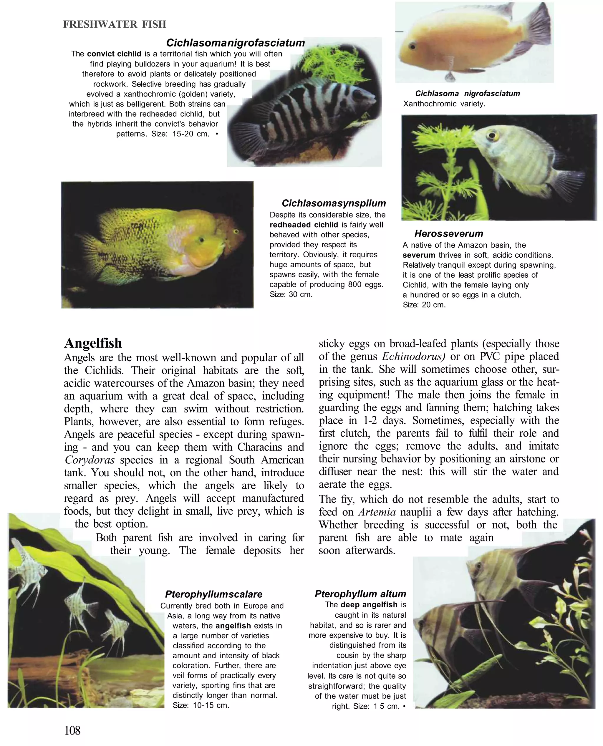 FRESHWATER FISH
                             Cichlasoma nigrofasciatum
  The convict cichlid is a territorial fish which you will often
        find playing bulldozers in your aquarium! It is best
      therefore to avoid plants or delicately positioned
         rockwork. Selective breeding has gradually
       evolved a xanthochromic (golden) variety,                                                       Cichlasoma nigrofasciatum
 which is just as belligerent. Both strains can                                                      Xanthochromic variety.
 interbreed with the redheaded cichlid, but
   the hybrids inherit the convict's behavior
                patterns. Size: 15-20 cm. •




                                                               Cichlasoma synspilum
                                                            Despite its considerable size, the
                                                            redheaded cichlid is fairly well
                                                            behaved with other species,                  Heros severum
                                                            provided they respect its               A native of the Amazon basin, the
                                                            territory. Obviously, it requires       severum thrives in soft, acidic conditions.
                                                            huge amounts of space, but              Relatively tranquil except during spawning,
                                                            spawns easily, with the female          it is one of the least prolific species of
                                                            capable of producing 800 eggs.          Cichlid, with the female laying only
                                                            Size: 30 cm.                            a hundred or so eggs in a clutch.
                                                                                                    Size: 20 cm.




Angelfish                                                                 sticky eggs on broad-leafed plants (especially those
Angels are the most well-known and popular of all                         of the genus Echinodorus) or on PVC pipe placed
the Cichlids. Their original habitats are the soft,                       in the tank. She will sometimes choose other, sur-
acidic watercourses of the Amazon basin; they need                        prising sites, such as the aquarium glass or the heat-
an aquarium with a great deal of space, including                         ing equipment! The male then joins the female in
depth, where they can swim without restriction.                           guarding the eggs and fanning them; hatching takes
Plants, however, are also essential to form refuges.                      place in 1-2 days. Sometimes, especially with the
Angels are peaceful species - except during spawn-                        first clutch, the parents fail to fulfil their role and
ing - and you can keep them with Characins and                            ignore the eggs; remove the adults, and imitate
Corydoras species in a regional South American                            their nursing behavior by positioning an airstone or
tank. You should not, on the other hand, introduce                        diffuser near the nest: this will stir the water and
smaller species, which the angels are likely to                           aerate the eggs.
regard as prey. Angels will accept manufactured                           The fry, which do not resemble the adults, start to
foods, but they delight in small, live prey, which is                     feed on Artemia nauplii a few days after hatching.
  the best option.                                                        Whether breeding is successful or not, both the
       Both parent fish are involved in caring for                        parent fish are able to mate again
          their young. The female deposits her                            soon afterwards.


                             Pterophyllum scalare                        Pterophyllum altum
                            Currently bred both in Europe and                The deep angelfish is
                             Asia, a long way from its native                    caught in its natural
                               waters, the angelfish exists in          habitat, and so is rarer and
                               a large number of varieties              more expensive to buy. It is
                               classified according to the                     distinguished from its
                               amount and intensity of black                      cousin by the sharp
                               coloration. Further, there are            indentation just above eye
                               veil forms of practically every         level. Its care is not quite so
                               variety, sporting fins that are          straightforward; the quality
                               distinctly longer than normal.             of the water must be just
                               Size: 10-15 cm.                                  right. Size: 1 5 cm. •


108
 