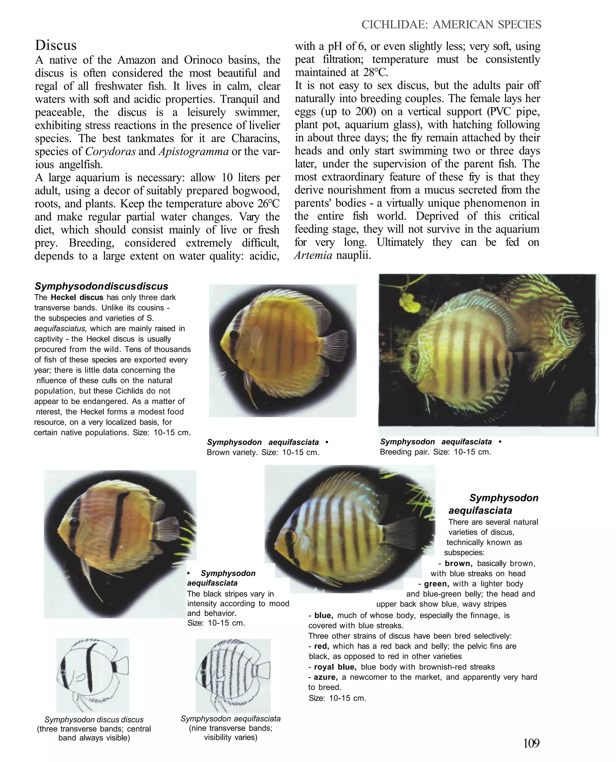 CICHLIDAE: AMERICAN SPECIES
Discus                                                                 with a pH of 6, or even slightly less; very soft, using
A native of the Amazon and Orinoco basins, the                         peat filtration; temperature must be consistently
discus is often considered the most beautiful and                      maintained at 28°C.
regal of all freshwater fish. It lives in calm, clear                  It is not easy to sex discus, but the adults pair off
waters with soft and acidic properties. Tranquil and                   naturally into breeding couples. The female lays her
peaceable, the discus is a leisurely swimmer,                          eggs (up to 200) on a vertical support (PVC pipe,
exhibiting stress reactions in the presence of livelier                plant pot, aquarium glass), with hatching following
species. The best tankmates for it are Characins,                      in about three days; the fry remain attached by their
species of Corydoras and Apistogramma or the var-                      heads and only start swimming two or three days
ious angelfish.                                                        later, under the supervision of the parent fish. The
A large aquarium is necessary: allow 10 liters per                     most extraordinary feature of these fry is that they
adult, using a decor of suitably prepared bogwood,                     derive nourishment from a mucus secreted from the
roots, and plants. Keep the temperature above 26°C                     parents' bodies - a virtually unique phenomenon in
and make regular partial water changes. Vary the                       the entire fish world. Deprived of this critical
diet, which should consist mainly of live or fresh                     feeding stage, they will not survive in the aquarium
prey. Breeding, considered extremely difficult,                        for very long. Ultimately they can be fed on
depends to a large extent on water quality: acidic,                    Artemia nauplii.

Symphysodon discus discus
The Heckel discus has only three dark
transverse bands. Unlike its cousins -
the subspecies and varieties of S.
aequifasciatus, which are mainly raised in
captivity - the Heckel discus is usually
procured from the wild. Tens of thousands
of fish of these species are exported every
year; there is little data concerning the
 nfluence of these culls on the natural
population, but these Cichlids do not
appear to be endangered. As a matter of
 nterest, the Heckel forms a modest food
resource, on a very localized basis, for
certain native populations. Size: 10-15 cm.
                                              Symphysodon aequifasciata •                     Symphysodon aequifasciata •
                                              Brown variety. Size: 10-15 cm.                  Breeding pair. Size: 10-15 cm.




                                                                                                                     Symphysodon
                                                                                                                 aequifasciata
                                                                                                                  There are several natural
                                                                                                                  varieties of discus,
                                                                                                                 technically known as
                                                                                                                subspecies:
                                                                                                              - brown, basically brown,
                                         • Symphysodon                                                      with blue streaks on head
                                         aequifasciata                                                   - green, with a lighter body
                                         The black stripes vary in                                    and blue-green belly; the head and
                                         intensity according to mood                         upper back show blue, wavy stripes
                                         and behavior.                    - blue, much of whose body, especially the finnage, is
                                         Size: 10-15 cm.                  covered with blue streaks.
                                                                          Three other strains of discus have been bred selectively:
                                                                          - red, which has a red back and belly; the pelvic fins are
                                                                          black, as opposed to red in other varieties
                                                                          - royal blue, blue body with brownish-red streaks
                                                                          - azure, a newcomer to the market, and apparently very hard
                                                                          to breed.
                                                                          Size: 10-15 cm.

   Symphysodon discus discus            Symphysodon aequifasciata
(three transverse bands; central          (nine transverse bands;
      band always visible)                    visibility varies)
                                                                                                                                      109
 