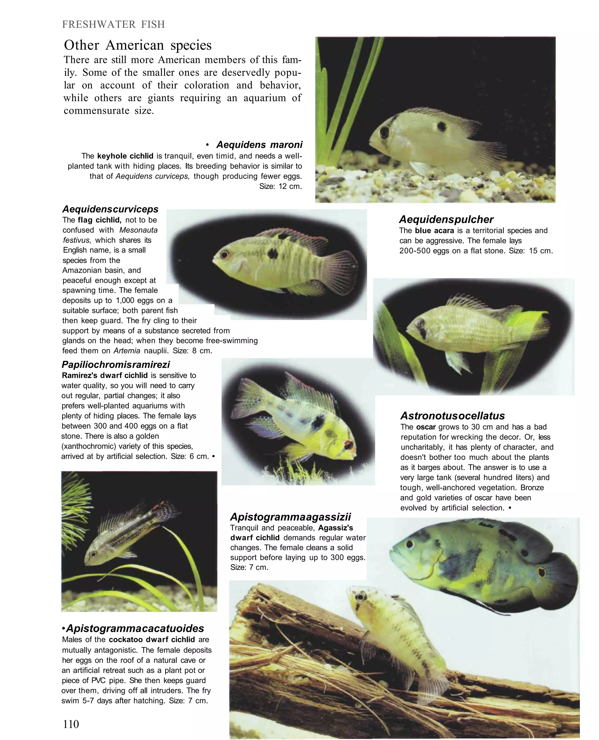 FRESHWATER FISH

Other American species
There are still more American members of this fam-
ily. Some of the smaller ones are deservedly popu-
lar on account of their coloration and behavior,
while others are giants requiring an aquarium of
commensurate size.


                                              • Aequidens maroni
      The keyhole cichlid is tranquil, even timid, and needs a well-
  planted tank with hiding places. Its breeding behavior is similar to
        that of Aequidens curviceps, though producing fewer eggs.
                                                        Size: 12 cm.


Aequidens curviceps
The flag cichlid, not to be                                                                 Aequidens pulcher
confused with Mesonauta                                                                     The blue acara is a territorial species and
festivus, which shares its                                                                  can be aggressive. The female lays
English name, is a small                                                                    200-500 eggs on a flat stone. Size: 15 cm.
species from the
Amazonian basin, and
peaceful enough except at
spawning time. The female
deposits up to 1,000 eggs on a
suitable surface; both parent fish
then keep guard. The fry cling to their
support by means of a substance secreted from
glands on the head; when they become free-swimming
feed them on Artemia nauplii. Size: 8 cm.
Papiliochromis ramirezi
Ramirez's dwarf cichlid is sensitive to
water quality, so you will need to carry
out regular, partial changes; it also
prefers well-planted aquariums with
plenty of hiding places. The female lays                                                    Astronotus ocellatus
between 300 and 400 eggs on a flat                                                          The oscar grows to 30 cm and has a bad
stone. There is also a golden                                                               reputation for wrecking the decor. Or, less
(xanthochromic) variety of this species,                                                    uncharitably, it has plenty of character, and
arrived at by artificial selection. Size: 6 cm. •                                           doesn't bother too much about the plants
                                                                                            as it barges about. The answer is to use a
                                                                                            very large tank (several hundred liters) and
                                                                                            tough, well-anchored vegetation. Bronze
                                                                                            and gold varieties of oscar have been
                                                                                            evolved by artificial selection. •
                                                    Apistogramma agassizii
                                                    Tranquil and peaceable, Agassiz's
                                                    dwarf cichlid demands regular water
                                                    changes. The female cleans a solid
                                                    support before laying up to 300 eggs.
                                                    Size: 7 cm.




• Apistogramma cacatuoides
Males of the cockatoo dwarf cichlid are
mutually antagonistic. The female deposits
her eggs on the roof of a natural cave or
an artificial retreat such as a plant pot or
piece of PVC pipe. She then keeps guard
over them, driving off all intruders. The fry
swim 5-7 days after hatching. Size: 7 cm.


110
 