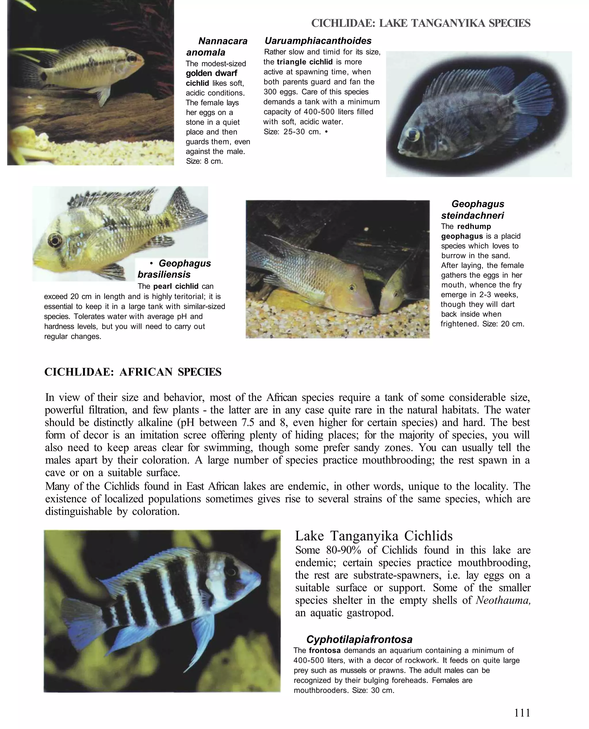 CICHLIDAE: LAKE TANGANYIKA SPECIES
                                             Nannacara          Uaru amphiacanthoides
                                           anomala              Rather slow and timid for its size,
                                          The modest-sized      the triangle cichlid is more
                                           golden dwarf         active at spawning time, when
                                          cichlid likes soft,   both parents guard and fan the
                                          acidic conditions.    300 eggs. Care of this species
                                          The female lays       demands a tank with a minimum
                                          her eggs on a         capacity of 400-500 liters filled
                                          stone in a quiet      with soft, acidic water.
                                          place and then        Size: 25-30 cm. •
                                          guards them, even
                                          against the male.
                                          Size: 8 cm.




                                                                                                                    Geophagus
                                                                                                                  steindachneri
                                                                                                                  The redhump
                                                                                                                  geophagus is a placid
                                                                                                                  species which loves to
                                                                                                                  burrow in the sand.
                              • Geophagus                                                                         After laying, the female
                            brasiliensis                                                                          gathers the eggs in her
                             The pearl cichlid can                                                                mouth, whence the fry
exceed 20 cm in length and is highly teritorial; it is                                                            emerge in 2-3 weeks,
essential to keep it in a large tank with similar-sized                                                           though they will dart
species. Tolerates water with average pH and                                                                      back inside when
hardness levels, but you will need to carry out                                                                   frightened. Size: 20 cm.
regular changes.



CICHLIDAE: AFRICAN SPECIES

In view of their size and behavior, most of the African species require a tank of some considerable size,
powerful filtration, and few plants - the latter are in any case quite rare in the natural habitats. The water
should be distinctly alkaline (pH between 7.5 and 8, even higher for certain species) and hard. The best
form of decor is an imitation scree offering plenty of hiding places; for the majority of species, you will
also need to keep areas clear for swimming, though some prefer sandy zones. You can usually tell the
males apart by their coloration. A large number of species practice mouthbrooding; the rest spawn in a
cave or on a suitable surface.
Many of the Cichlids found in East African lakes are endemic, in other words, unique to the locality. The
existence of localized populations sometimes gives rise to several strains of the same species, which are
distinguishable by coloration.

                                                                         Lake Tanganyika Cichlids
                                                                         Some 80-90% of Cichlids found in this lake are
                                                                         endemic; certain species practice mouthbrooding,
                                                                         the rest are substrate-spawners, i.e. lay eggs on a
                                                                         suitable surface or support. Some of the smaller
                                                                         species shelter in the empty shells of Neothauma,
                                                                         an aquatic gastropod.

                                                                            Cyphotilapia frontosa
                                                                        The frontosa demands an aquarium containing a minimum of
                                                                        400-500 liters, with a decor of rockwork. It feeds on quite large
                                                                        prey such as mussels or prawns. The adult males can be
                                                                        recognized by their bulging foreheads. Females are
                                                                        mouthbrooders. Size: 30 cm.


                                                                                                                                       111
 