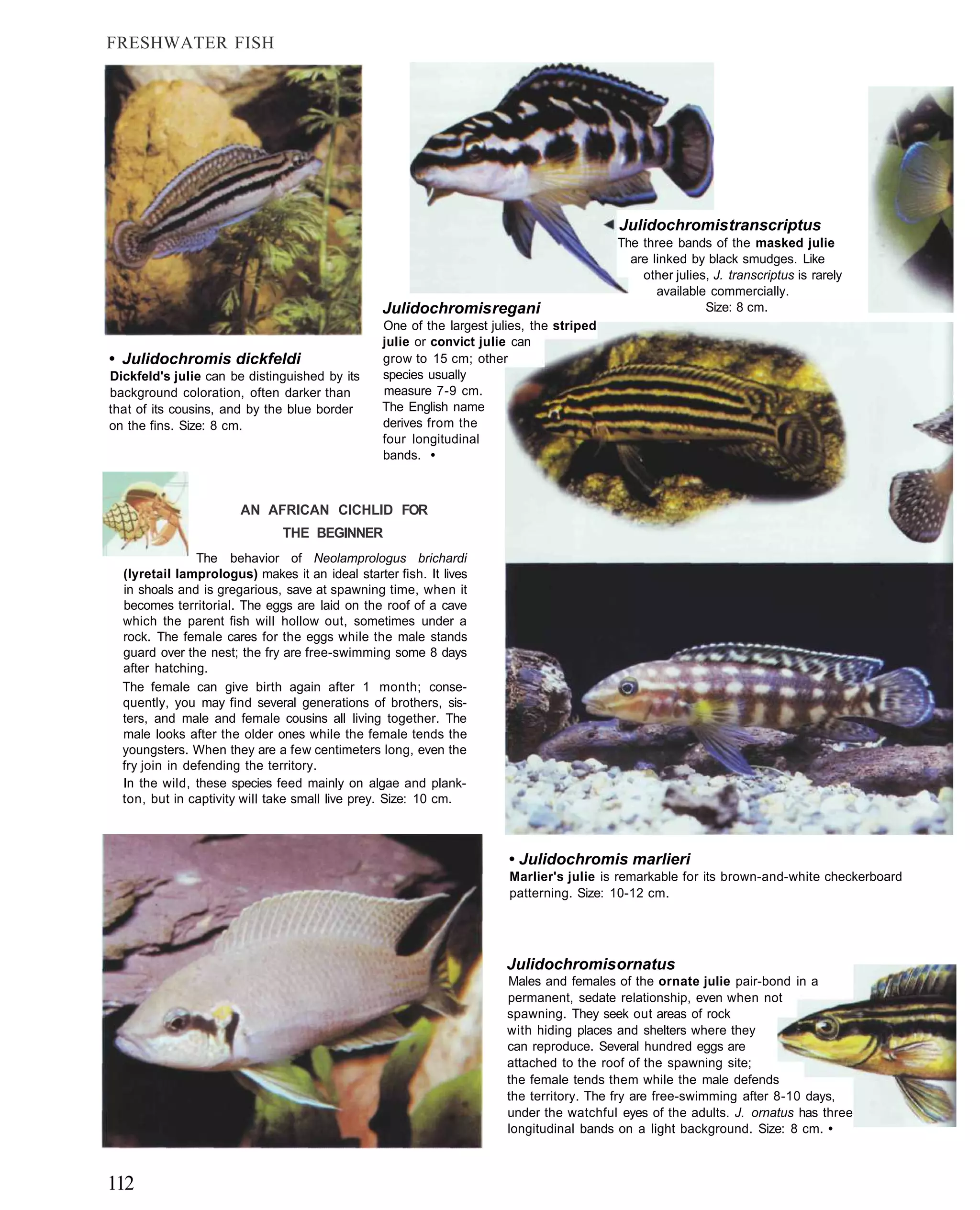 FRESHWATER FISH




                                                                                          Julidochromis transcriptus
                                                                                          The three bands of the masked julie
                                                                                            are linked by black smudges. Like
                                                                                              other julies, J. transcriptus is rarely
                                                                                                 available commercially.
                                                 Julidochromis regani                                     Size: 8 cm.
                                                 One of the largest julies, the striped
                                                 julie or convict julie can
• Julidochromis dickfeldi                        grow to 15 cm; other
Dickfeld's julie can be distinguished by its     species usually
background coloration, often darker than         measure 7-9 cm.
that of its cousins, and by the blue border      The English name
on the fins. Size: 8 cm.                         derives from the
                                                 four longitudinal
                                                 bands. •



                       AN AFRICAN CICHLID FOR
                               THE BEGINNER
                The behavior of Neolamprologus brichardi
  (lyretail lamprologus) makes it an ideal starter fish. It lives
  in shoals and is gregarious, save at spawning time, when it
  becomes territorial. The eggs are laid on the roof of a cave
  which the parent fish will hollow out, sometimes under a
  rock. The female cares for the eggs while the male stands
  guard over the nest; the fry are free-swimming some 8 days
  after hatching.
  The female can give birth again after 1 month; conse-
  quently, you may find several generations of brothers, sis-
  ters, and male and female cousins all living together. The
  male looks after the older ones while the female tends the
  youngsters. When they are a few centimeters long, even the
  fry join in defending the territory.
  In the wild, these species feed mainly on algae and plank-
  ton, but in captivity will take small live prey. Size: 10 cm.



                                                                       • Julidochromis marlieri
                                                                       Marlier's julie is remarkable for its brown-and-white checkerboard
                                                                       patterning. Size: 10-12 cm.




                                                                       Julidochromis ornatus
                                                                       Males and females of the ornate julie pair-bond in a
                                                                       permanent, sedate relationship, even when not
                                                                       spawning. They seek out areas of rock
                                                                       with hiding places and shelters where they
                                                                       can reproduce. Several hundred eggs are
                                                                       attached to the roof of the spawning site;
                                                                       the female tends them while the male defends
                                                                       the territory. The fry are free-swimming after 8-10 days,
                                                                       under the watchful eyes of the adults. J. ornatus has three
                                                                       longitudinal bands on a light background. Size: 8 cm. •



112
 
