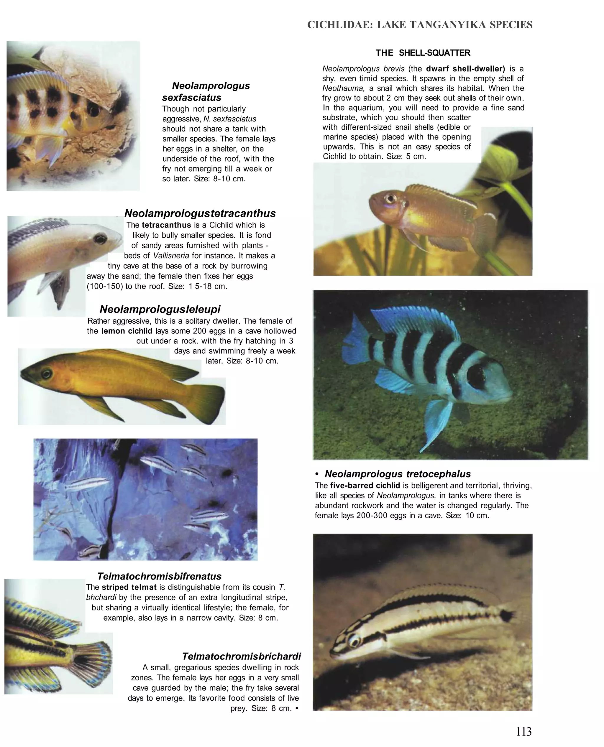 CICHLIDAE: LAKE TANGANYIKA SPECIES

                                                                                    THE SHELL-SQUATTER
                                                                    Neolamprologus brevis (the dwarf shell-dweller) is a
                                                                    shy, even timid species. It spawns in the empty shell of
                        Neolamprologus                              Neothauma, a snail which shares its habitat. When the
                      sexfasciatus                                  fry grow to about 2 cm they seek out shells of their own.
                      Though not particularly                       In the aquarium, you will need to provide a fine sand
                      aggressive, N. sexfasciatus                   substrate, which you should then scatter
                      should not share a tank with                  with different-sized snail shells (edible or
                      smaller species. The female lays              marine species) placed with the opening
                      her eggs in a shelter, on the                 upwards. This is not an easy species of
                      underside of the roof, with the               Cichlid to obtain. Size: 5 cm.
                      fry not emerging till a week or
                      so later. Size: 8-10 cm.



           Neolamprologus tetracanthus
           The tetracanthus is a Cichlid which is
            likely to bully smaller species. It is fond
            of sandy areas furnished with plants -
          beds of Vallisneria for instance. It makes a
     tiny cave at the base of a rock by burrowing
away the sand; the female then fixes her eggs
(100-150) to the roof. Size: 1 5-18 cm.

    Neolamprologus leleupi
Rather aggressive, this is a solitary dweller. The female of
the lemon cichlid lays some 200 eggs in a cave hollowed
             out under a rock, with the fry hatching in 3
                          days and swimming freely a week
                                    later. Size: 8-10 cm.




                                                                  • Neolamprologus tretocephalus
                                                                  The five-barred cichlid is belligerent and territorial, thriving,
                                                                  like all species of Neolamprologus, in tanks where there is
                                                                  abundant rockwork and the water is changed regularly. The
                                                                  female lays 200-300 eggs in a cave. Size: 10 cm.




   Telmatochromis bifrenatus
The striped telmat is distinguishable from its cousin T.
bhchardi by the presence of an extra longitudinal stripe,
 but sharing a virtually identical lifestyle; the female, for
    example, also lays in a narrow cavity. Size: 8 cm.



                            Telmatochromis brichardi
                A small, gregarious species dwelling in rock
             zones. The female lays her eggs in a very small
             cave guarded by the male; the fry take several
            days to emerge. Its favorite food consists of live
                                          prey. Size: 8 cm. •


                                                                                                                              113
 