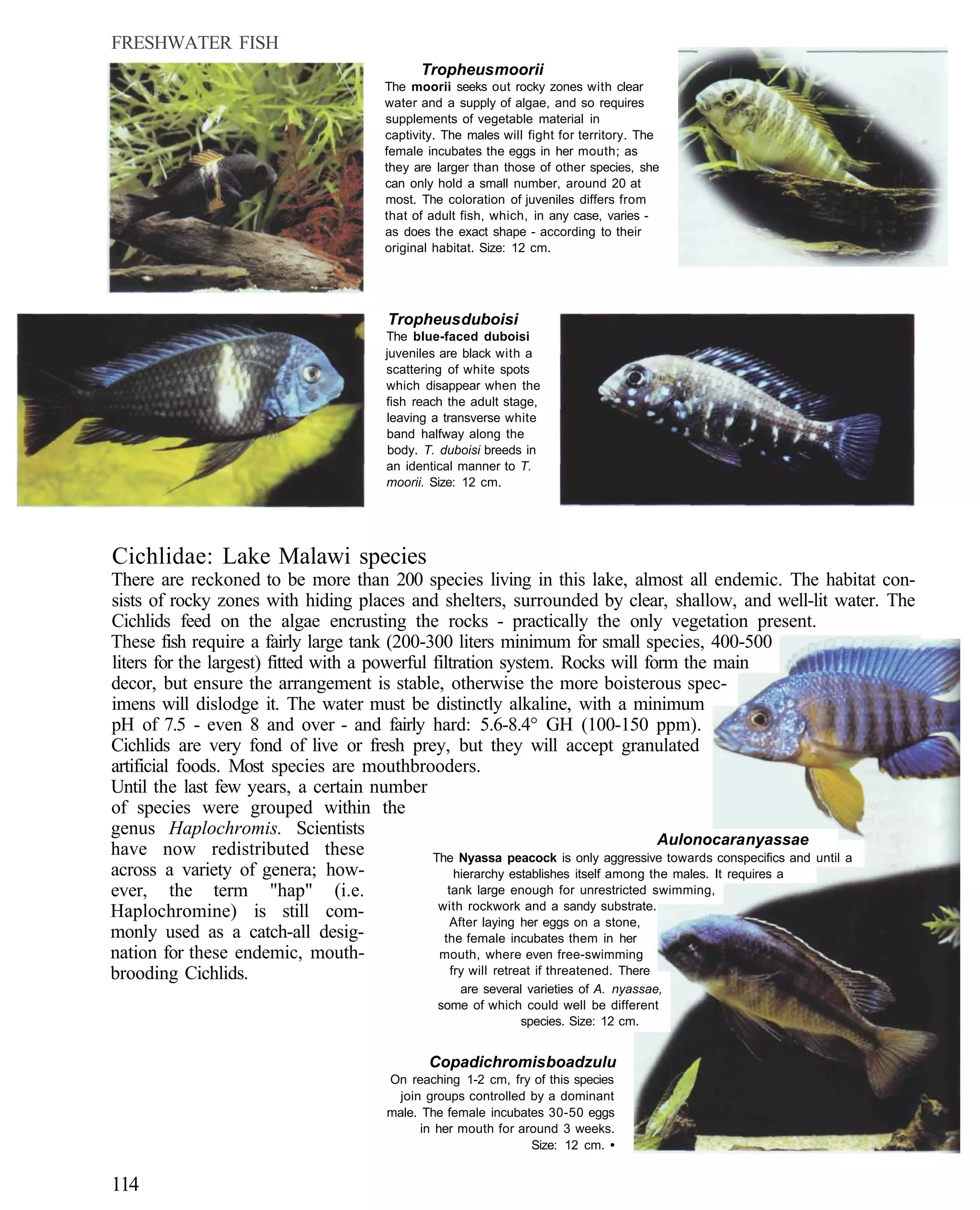 FRESHWATER FISH
                                             Tropheus moorii
                                       The moorii seeks out rocky zones with clear
                                       water and a supply of algae, and so requires
                                       supplements of vegetable material in
                                       captivity. The males will fight for territory. The
                                       female incubates the eggs in her mouth; as
                                       they are larger than those of other species, she
                                       can only hold a small number, around 20 at
                                       most. The coloration of juveniles differs from
                                       that of adult fish, which, in any case, varies -
                                       as does the exact shape - according to their
                                       original habitat. Size: 12 cm.




                                        Tropheus duboisi
                                       The blue-faced duboisi
                                       juveniles are black with a
                                       scattering of white spots
                                       which disappear when the
                                       fish reach the adult stage,
                                       leaving a transverse white
                                       band halfway along the
                                        body. T. duboisi breeds in
                                       an identical manner to T.
                                       moorii. Size: 12 cm.




Cichlidae: Lake Malawi species
There are reckoned to be more than 200 species living in this lake, almost all endemic. The habitat con-
sists of rocky zones with hiding places and shelters, surrounded by clear, shallow, and well-lit water. The
Cichlids feed on the algae encrusting the rocks - practically the only vegetation present.
These fish require a fairly large tank (200-300 liters minimum for small species, 400-500
liters for the largest) fitted with a powerful filtration system. Rocks will form the main
decor, but ensure the arrangement is stable, otherwise the more boisterous spec-
imens will dislodge it. The water must be distinctly alkaline, with a minimum
pH of 7.5 - even 8 and over - and fairly hard: 5.6-8.4° GH (100-150 ppm).
Cichlids are very fond of live or fresh prey, but they will accept granulated
artificial foods. Most species are mouthbrooders.
Until the last few years, a certain number
of species were grouped within the
genus Haplochromis. Scientists
                                                                                         Aulonocara nyassae
have now redistributed these                   The Nyassa peacock is only aggressive towards conspecifics and until a
across a variety of genera; how-                    hierarchy establishes itself among the males. It requires a
ever, the term "hap" (i.e.                        tank large enough for unrestricted swimming,
                                                with rockwork and a sandy substrate.
Haplochromine) is still com-                       After laying her eggs on a stone,
monly used as a catch-all desig-                 the female incubates them in her
nation for these endemic, mouth-                mouth, where even free-swimming
brooding Cichlids.                                 fry will retreat if threatened. There
                                                   are several varieties of A. nyassae,
                                                some of which could well be different
                                                              species. Size: 12 cm.


                                               Copadichromis boadzulu
                                        On reaching 1-2 cm, fry of this species
                                         join groups controlled by a dominant
                                        male. The female incubates 30-50 eggs
                                              in her mouth for around 3 weeks.
                                                                 Size: 12 cm. •


114
 
