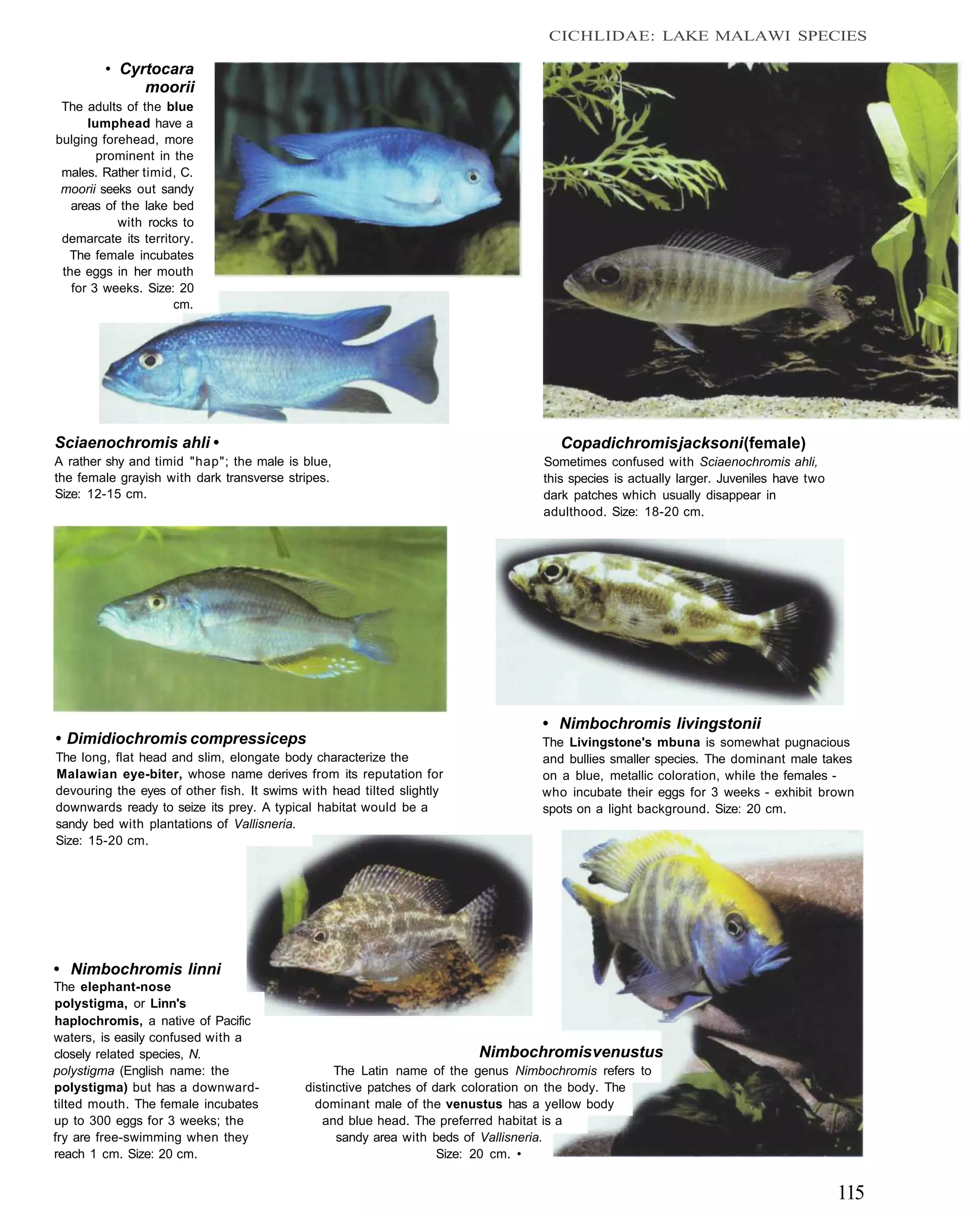 CICHLIDAE: LAKE MALAWI SPECIES

        • Cyrtocara
             moorii
 The adults of the blue
      lumphead have a
bulging forehead, more
        prominent in the
 males. Rather timid, C.
 moorii seeks out sandy
   areas of the lake bed
           with rocks to
 demarcate its territory.
  The female incubates
 the eggs in her mouth
   for 3 weeks. Size: 20
                     cm.




Sciaenochromis ahli •                                                               Copadichromis jacksoni (female)
A rather shy and timid "hap"; the male is blue,                                  Sometimes confused with Sciaenochromis ahli,
the female grayish with dark transverse stripes.                                 this species is actually larger. Juveniles have two
Size: 12-15 cm.                                                                  dark patches which usually disappear in
                                                                                 adulthood. Size: 18-20 cm.




                                                                                 • Nimbochromis livingstonii
• Dimidiochromis compressiceps                                                   The Livingstone's mbuna is somewhat pugnacious
The long, flat head and slim, elongate body characterize the                     and bullies smaller species. The dominant male takes
Malawian eye-biter, whose name derives from its reputation for                   on a blue, metallic coloration, while the females -
devouring the eyes of other fish. It swims with head tilted slightly             who incubate their eggs for 3 weeks - exhibit brown
downwards ready to seize its prey. A typical habitat would be a                  spots on a light background. Size: 20 cm.
sandy bed with plantations of Vallisneria.
Size: 15-20 cm.




• Nimbochromis linni
The elephant-nose
polystigma, or Linn's
haplochromis, a native of Pacific
waters, is easily confused with a
closely related species, N.                                            Nimbochromis venustus
polystigma (English name: the                    The Latin name of the genus Nimbochromis refers to
polystigma) but has a downward-            distinctive patches of dark coloration on the body. The
tilted mouth. The female incubates           dominant male of the venustus has a yellow body
up to 300 eggs for 3 weeks; the               and blue head. The preferred habitat is a
fry are free-swimming when they                  sandy area with beds of Vallisneria.
reach 1 cm. Size: 20 cm.                                           Size: 20 cm. •


                                                                                                                                       115
 