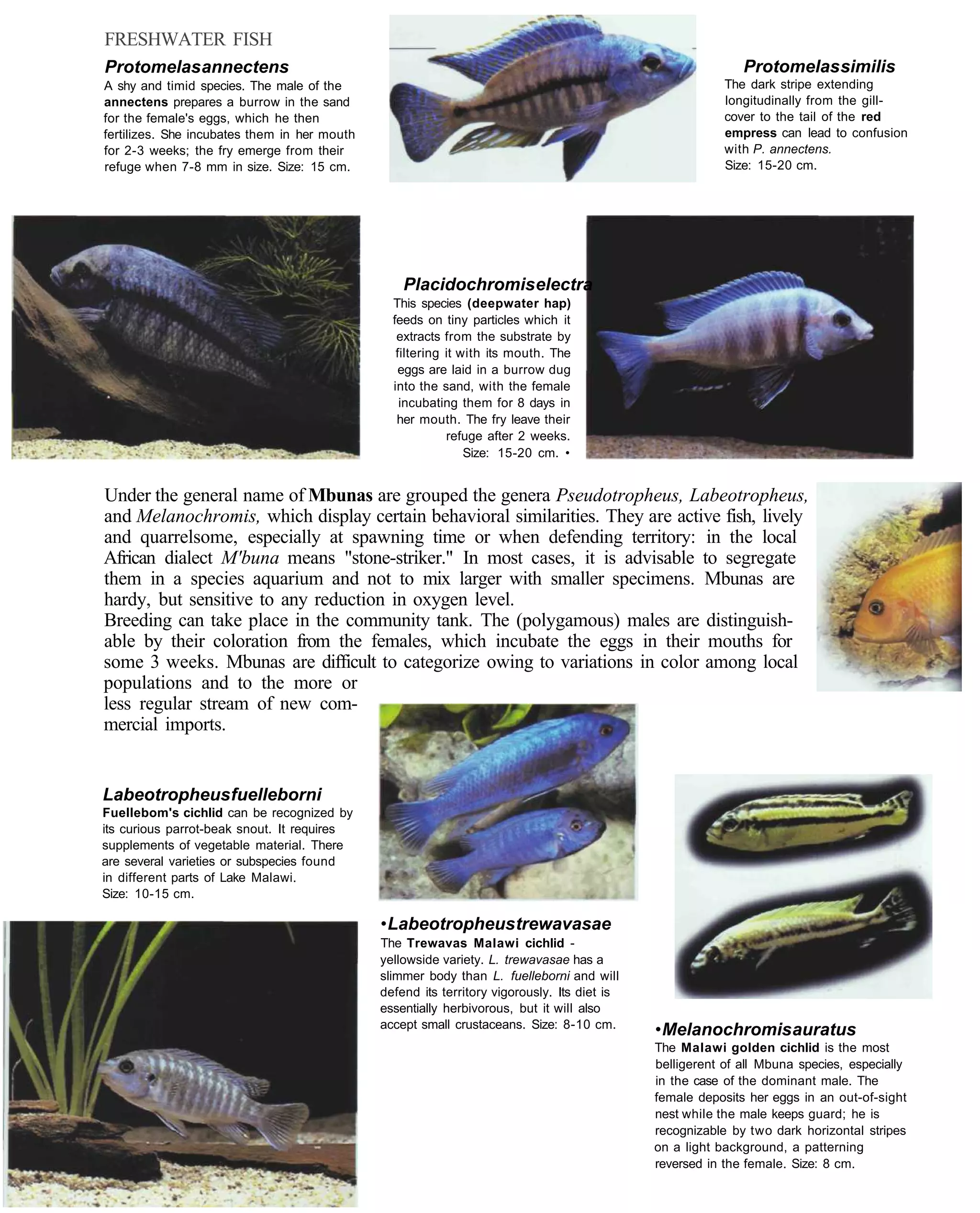 FRESHWATER FISH
Protomelas annectens                                                                                        Protomelas similis
A shy and timid species. The male of the                                                                 The dark stripe extending
annectens prepares a burrow in the sand                                                                  longitudinally from the gill-
for the female's eggs, which he then                                                                     cover to the tail of the red
fertilizes. She incubates them in her mouth                                                              empress can lead to confusion
for 2-3 weeks; the fry emerge from their                                                                 with P. annectens.
refuge when 7-8 mm in size. Size: 15 cm.                                                                 Size: 15-20 cm.




                                                  Placidochromis electra
                                                This species (deepwater hap)
                                                feeds on tiny particles which it
                                                 extracts from the substrate by
                                                 filtering it with its mouth. The
                                                 eggs are laid in a burrow dug
                                                into the sand, with the female
                                                  incubating them for 8 days in
                                                 her mouth. The fry leave their
                                                           refuge after 2 weeks.
                                                               Size: 15-20 cm. •


Under the general name of Mbunas are grouped the genera Pseudotropheus, Labeotropheus,
and Melanochromis, which display certain behavioral similarities. They are active fish, lively
and quarrelsome, especially at spawning time or when defending territory: in the local
African dialect M'buna means "stone-striker." In most cases, it is advisable to segregate
them in a species aquarium and not to mix larger with smaller specimens. Mbunas are
hardy, but sensitive to any reduction in oxygen level.
Breeding can take place in the community tank. The (polygamous) males are distinguish-
able by their coloration from the females, which incubate the eggs in their mouths for
some 3 weeks. Mbunas are difficult to categorize owing to variations in color among local
populations and to the more or
less regular stream of new com-
mercial imports.


Labeotropheus fuelleborni
Fuellebom's cichlid can be recognized by
its curious parrot-beak snout. It requires
supplements of vegetable material. There
are several varieties or subspecies found
in different parts of Lake Malawi.
Size: 10-15 cm.

                                              • Labeotropheus trewavasae
                                              The Trewavas Malawi cichlid -
                                              yellowside variety. L. trewavasae has a
                                              slimmer body than L. fuelleborni and will
                                              defend its territory vigorously. Its diet is
                                              essentially herbivorous, but it will also
                                              accept small crustaceans. Size: 8-10 cm.
                                                                                             • Melanochromis auratus
                                                                                             The Malawi golden cichlid is the most
                                                                                             belligerent of all Mbuna species, especially
                                                                                             in the case of the dominant male. The
                                                                                             female deposits her eggs in an out-of-sight
                                                                                             nest while the male keeps guard; he is
                                                                                             recognizable by two dark horizontal stripes
                                                                                             on a light background, a patterning
                                                                                             reversed in the female. Size: 8 cm.
 
