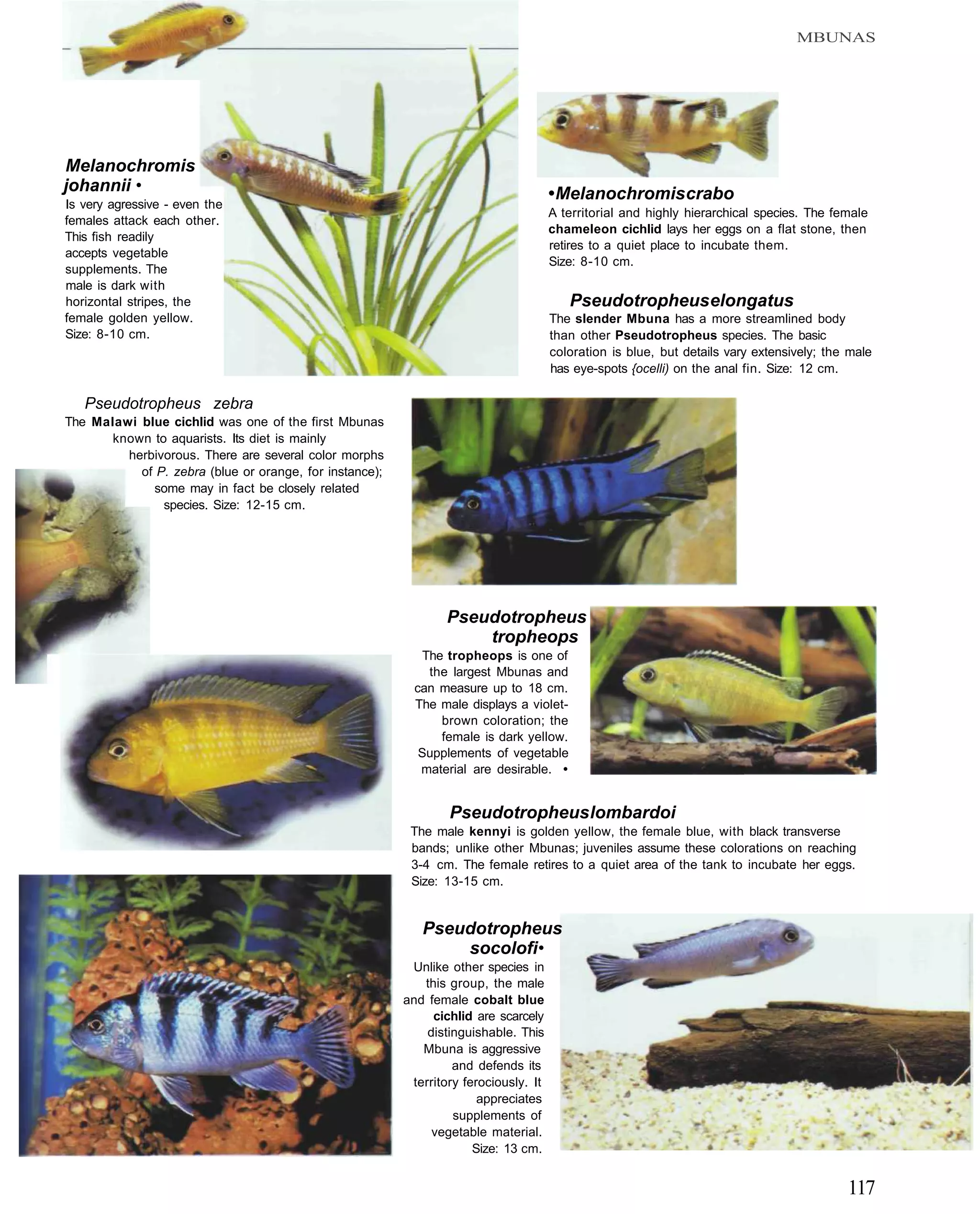 MBUNAS




Melanochromis
johannii •                                                                            • Melanochromis crabo
Is very agressive - even the
                                                                                      A territorial and highly hierarchical species. The female
females attack each other.
                                                                                      chameleon cichlid lays her eggs on a flat stone, then
This fish readily
                                                                                      retires to a quiet place to incubate them.
accepts vegetable
                                                                                      Size: 8-10 cm.
supplements. The
male is dark with
horizontal stripes, the                                                                  Pseudotropheus elongatus
female golden yellow.                                                                 The slender Mbuna has a more streamlined body
Size: 8-10 cm.                                                                        than other Pseudotropheus species. The basic
                                                                                      coloration is blue, but details vary extensively; the male
                                                                                      has eye-spots {ocelli) on the anal fin. Size: 12 cm.

   Pseudotropheus zebra
The Malawi blue cichlid was one of the first Mbunas
      known to aquarists. Its diet is mainly
         herbivorous. There are several color morphs
           of P. zebra (blue or orange, for instance);
             some may in fact be closely related
               species. Size: 12-15 cm.




                                                                 Pseudotropheus
                                                                     tropheops
                                                             The tropheops is one of
                                                              the largest Mbunas and
                                                           can measure up to 18 cm.
                                                           The male displays a violet-
                                                                brown coloration; the
                                                                female is dark yellow.
                                                            Supplements of vegetable
                                                            material are desirable. •


                                                                 Pseudotropheus lombardoi
                                                          The male kennyi is golden yellow, the female blue, with black transverse
                                                          bands; unlike other Mbunas; juveniles assume these colorations on reaching
                                                          3-4 cm. The female retires to a quiet area of the tank to incubate her eggs.
                                                          Size: 13-15 cm.


                                                            Pseudotropheus
                                                                socolofi •
                                                          Unlike other species in
                                                            this group, the male
                                                         and female cobalt blue
                                                              cichlid are scarcely
                                                             distinguishable. This
                                                            Mbuna is aggressive
                                                                  and defends its
                                                          territory ferociously. It
                                                                       appreciates
                                                                  supplements of
                                                              vegetable material.
                                                                      Size: 13 cm.


                                                                                                                                           117
 
