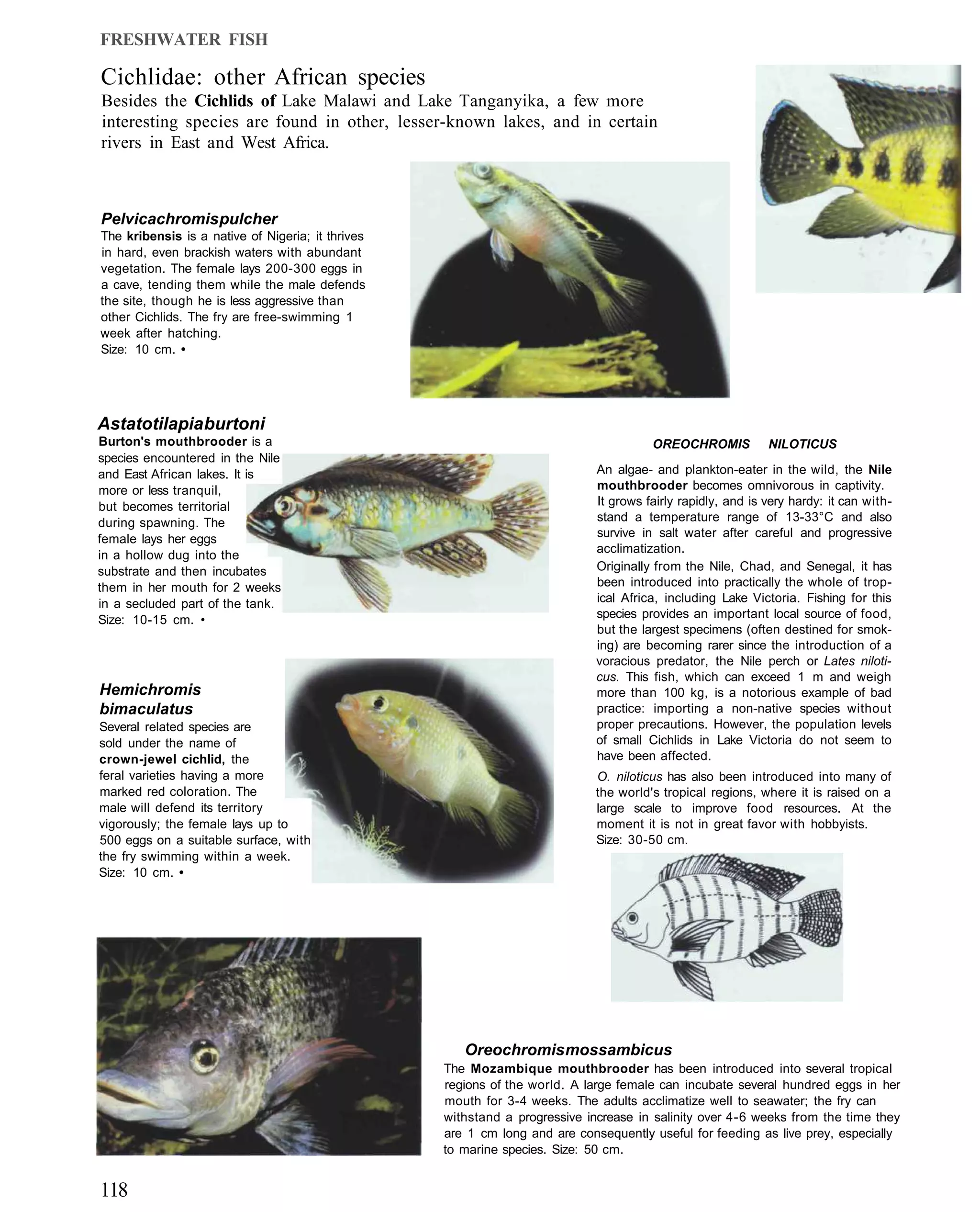 FRESHWATER FISH

Cichlidae: other African species
Besides the Cichlids of Lake Malawi and Lake Tanganyika, a few more
interesting species are found in other, lesser-known lakes, and in certain
rivers in East and West Africa.



Pelvicachromis pulcher
The kribensis is a native of Nigeria; it thrives
in hard, even brackish waters with abundant
vegetation. The female lays 200-300 eggs in
a cave, tending them while the male defends
the site, though he is less aggressive than
other Cichlids. The fry are free-swimming 1
week after hatching.
Size: 10 cm. •




Astatotilapia burtoni
Burton's mouthbrooder is a                                                             OREOCHROMIS           NILOTICUS
species encountered in the Nile
and East African lakes. It is                                                An algae- and plankton-eater in the wild, the Nile
more or less tranquil,                                                       mouthbrooder becomes omnivorous in captivity.
but becomes territorial                                                      It grows fairly rapidly, and is very hardy: it can with-
during spawning. The                                                         stand a temperature range of 13-33°C and also
female lays her eggs                                                         survive in salt water after careful and progressive
                                                                             acclimatization.
in a hollow dug into the
substrate and then incubates                                                 Originally from the Nile, Chad, and Senegal, it has
them in her mouth for 2 weeks                                                been introduced into practically the whole of trop-
in a secluded part of the tank.                                              ical Africa, including Lake Victoria. Fishing for this
Size: 10-15 cm. •                                                            species provides an important local source of food,
                                                                             but the largest specimens (often destined for smok-
                                                                             ing) are becoming rarer since the introduction of a
                                                                             voracious predator, the Nile perch or Lates niloti-
                                                                             cus. This fish, which can exceed 1 m and weigh
Hemichromis                                                                  more than 100 kg, is a notorious example of bad
bimaculatus                                                                  practice: importing a non-native species without
Several related species are                                                  proper precautions. However, the population levels
sold under the name of                                                       of small Cichlids in Lake Victoria do not seem to
crown-jewel cichlid, the                                                     have been affected.
feral varieties having a more                                                O. niloticus has also been introduced into many of
marked red coloration. The                                                   the world's tropical regions, where it is raised on a
male will defend its territory                                               large scale to improve food resources. At the
vigorously; the female lays up to                                            moment it is not in great favor with hobbyists.
500 eggs on a suitable surface, with                                         Size: 30-50 cm.
the fry swimming within a week.
Size: 10 cm. •




                                                      Oreochromis mossambicus
                                                   The Mozambique mouthbrooder has been introduced into several tropical
                                                   regions of the world. A large female can incubate several hundred eggs in her
                                                   mouth for 3-4 weeks. The adults acclimatize well to seawater; the fry can
                                                   withstand a progressive increase in salinity over 4-6 weeks from the time they
                                                   are 1 cm long and are consequently useful for feeding as live prey, especially
                                                   to marine species. Size: 50 cm.


118
 