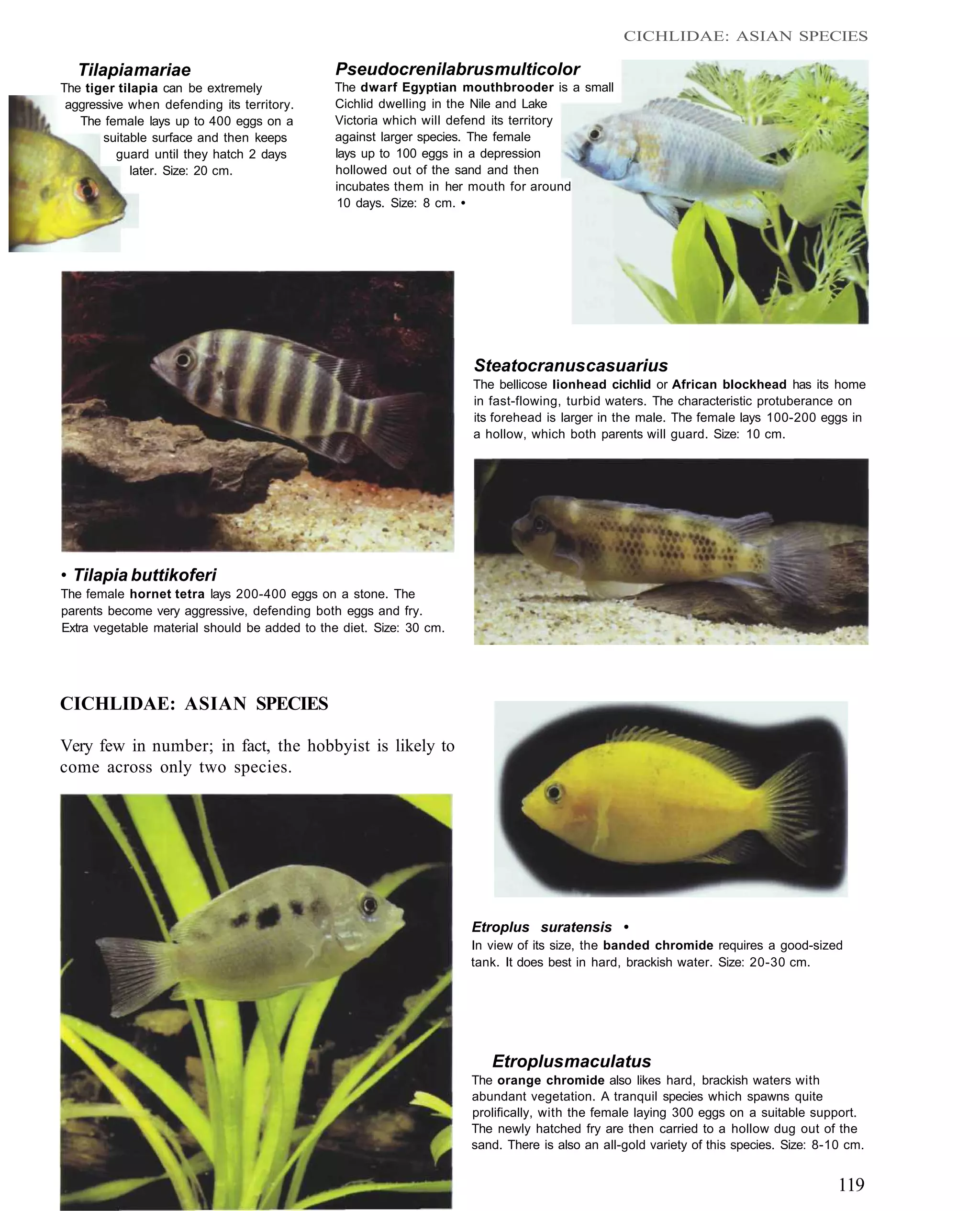 CICHLIDAE: ASIAN SPECIES

  Tilapia mariae                               Pseudocrenilabrus multicolor
The tiger tilapia can be extremely             The dwarf Egyptian mouthbrooder is a small
 aggressive when defending its territory.      Cichlid dwelling in the Nile and Lake
   The female lays up to 400 eggs on a         Victoria which will defend its territory
       suitable surface and then keeps         against larger species. The female
          guard until they hatch 2 days        lays up to 100 eggs in a depression
             later. Size: 20 cm.               hollowed out of the sand and then
                                               incubates them in her mouth for around
                                                10 days. Size: 8 cm. •




                                                                     Steatocranus casuarius
                                                                     The bellicose lionhead cichlid or African blockhead has its home
                                                                     in fast-flowing, turbid waters. The characteristic protuberance on
                                                                     its forehead is larger in the male. The female lays 100-200 eggs in
                                                                     a hollow, which both parents will guard. Size: 10 cm.




• Tilapia buttikoferi
The female hornet tetra lays 200-400 eggs on a stone. The
parents become very aggressive, defending both eggs and fry.
Extra vegetable material should be added to the diet. Size: 30 cm.




CICHLIDAE: ASIAN SPECIES

Very few in number; in fact, the hobbyist is likely to
come across only two species.




                                                                     Etroplus suratensis •
                                                                     In view of its size, the banded chromide requires a good-sized
                                                                     tank. It does best in hard, brackish water. Size: 20-30 cm.




                                                                        Etroplus maculatus
                                                                     The orange chromide also likes hard, brackish waters with
                                                                     abundant vegetation. A tranquil species which spawns quite
                                                                     prolifically, with the female laying 300 eggs on a suitable support.
                                                                     The newly hatched fry are then carried to a hollow dug out of the
                                                                     sand. There is also an all-gold variety of this species. Size: 8-10 cm.


                                                                                                                                       119
 