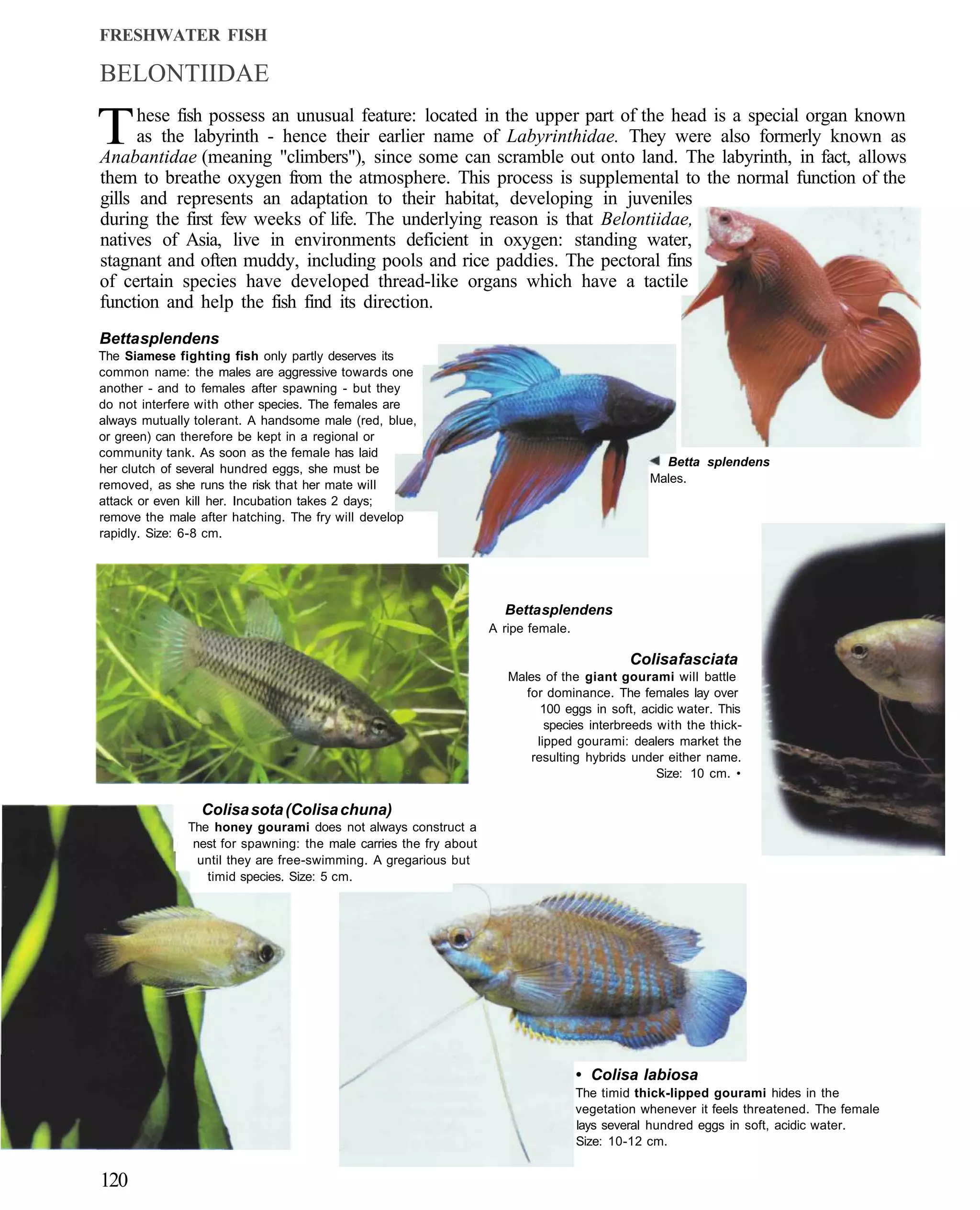 FRESHWATER FISH

BELONTIIDAE

T     hese fish possess an unusual feature: located in the upper part of the head is a special organ known
      as the labyrinth - hence their earlier name of Labyrinthidae. They were also formerly known as
Anabantidae (meaning "climbers"), since some can scramble out onto land. The labyrinth, in fact, allows
them to breathe oxygen from the atmosphere. This process is supplemental to the normal function of the
gills and represents an adaptation to their habitat, developing in juveniles
during the first few weeks of life. The underlying reason is that Belontiidae,
natives of Asia, live in environments deficient in oxygen: standing water,
stagnant and often muddy, including pools and rice paddies. The pectoral fins
of certain species have developed thread-like organs which have a tactile
function and help the fish find its direction.
Betta splendens
The Siamese fighting fish only partly deserves its
common name: the males are aggressive towards one
another - and to females after spawning - but they
do not interfere with other species. The females are
always mutually tolerant. A handsome male (red, blue,
or green) can therefore be kept in a regional or
community tank. As soon as the female has laid
                                                                                                  Betta splendens
her clutch of several hundred eggs, she must be
                                                                                                Males.
removed, as she runs the risk that her mate will
attack or even kill her. Incubation takes 2 days;
remove the male after hatching. The fry will develop
rapidly. Size: 6-8 cm.




                                                                     Betta splendens
                                                                   A ripe female.

                                                                                             Colisa fasciata
                                                                      Males of the giant gourami will battle
                                                                         for dominance. The females lay over
                                                                            100 eggs in soft, acidic water. This
                                                                             species interbreeds with the thick-
                                                                           lipped gourami: dealers market the
                                                                          resulting hybrids under either name.
                                                                                                 Size: 10 cm. •

                 Colisa sota (Colisa chuna)
              The honey gourami does not always construct a
               nest for spawning: the male carries the fry about
                until they are free-swimming. A gregarious but
                 timid species. Size: 5 cm.




                                                                                    • Colisa labiosa
                                                                                    The timid thick-lipped gourami hides in the
                                                                                    vegetation whenever it feels threatened. The female
                                                                                    lays several hundred eggs in soft, acidic water.
                                                                                    Size: 10-12 cm.


120
 