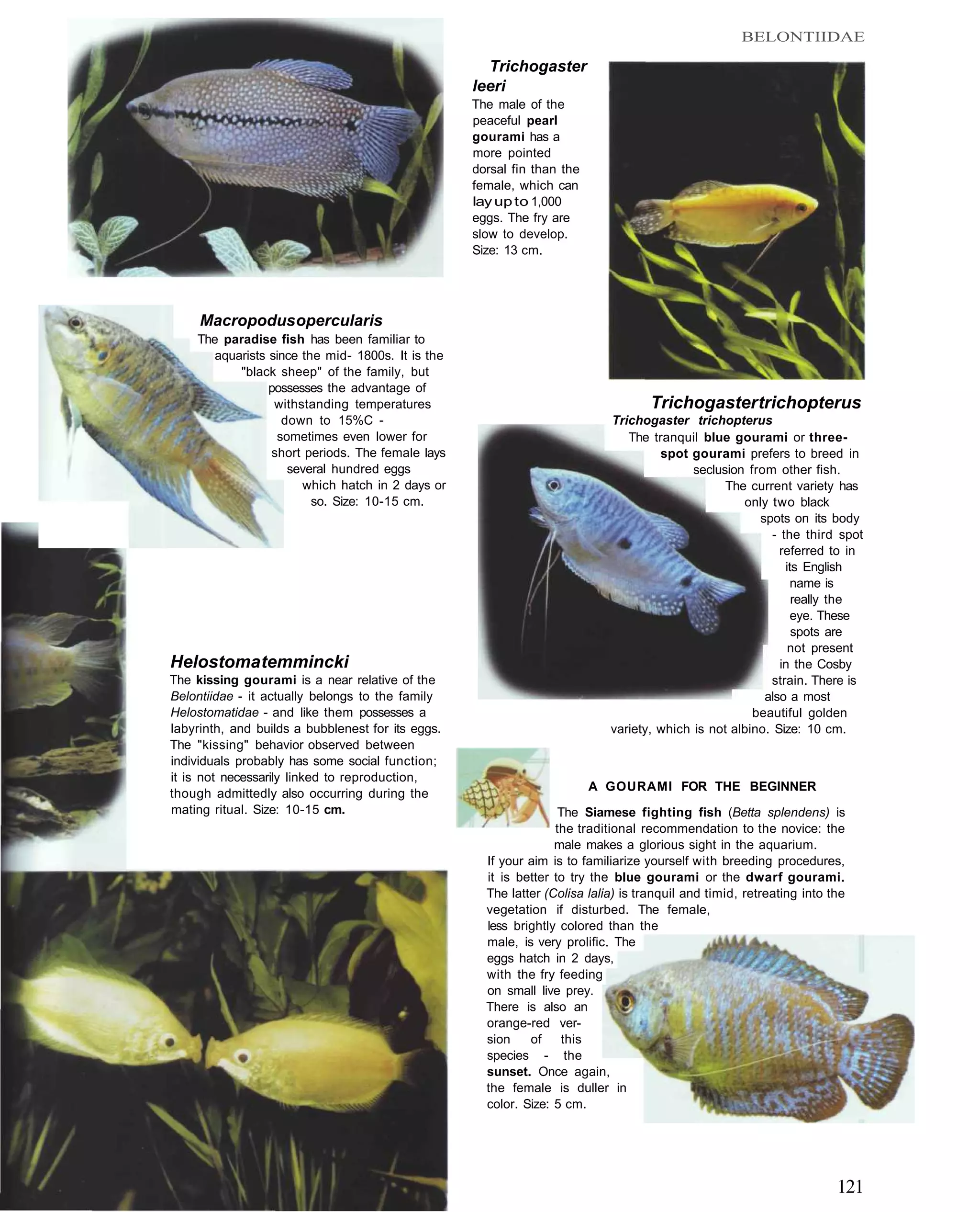 BELONTIIDAE

                                                     Trichogaster
                                                   leeri
                                                   The male of the
                                                   peaceful pearl
                                                   gourami has a
                                                   more pointed
                                                   dorsal fin than the
                                                   female, which can
                                                   lay up to 1,000
                                                   eggs. The fry are
                                                   slow to develop.
                                                   Size: 13 cm.




     Macropodus opercularis
    The paradise fish has been familiar to
      aquarists since the mid- 1800s. It is the
          "black sheep" of the family, but
                possesses the advantage of
                 withstanding temperatures                                          Trichogaster trichopterus
                  down to 15%C -                                            Trichogaster trichopterus
                 sometimes even lower for                                      The tranquil blue gourami or three-
                short periods. The female lays                                       spot gourami prefers to breed in
                   several hundred eggs                                                    seclusion from other fish.
                      which hatch in 2 days or                                                   The current variety has
                        so. Size: 10-15 cm.                                                         only two black
                                                                                                       spots on its body
                                                                                                          - the third spot
                                                                                                           referred to in
                                                                                                             its English
                                                                                                               name is
                                                                                                               really the
                                                                                                               eye. These
                                                                                                               spots are
                                                                                                              not present
Helostoma temmincki                                                                                         in the Cosby
The kissing gourami is a near relative of the                                                            strain. There is
Belontiidae - it actually belongs to the family                                                         also a most
Helostomatidae - and like them possesses a                                                            beautiful golden
labyrinth, and builds a bubblenest for its eggs.                            variety, which is not albino. Size: 10 cm.
The "kissing" behavior observed between
individuals probably has some social function;
it is not necessarily linked to reproduction,
                                                                         A GOURAMI FOR THE BEGINNER
though admittedly also occurring during the
mating ritual. Size: 10-15 cm.                                     The Siamese fighting fish (Betta splendens) is
                                                                  the traditional recommendation to the novice: the
                                                                  male makes a glorious sight in the aquarium.
                                                     If your aim is to familiarize yourself with breeding procedures,
                                                     it is better to try the blue gourami or the dwarf gourami.
                                                     The latter (Colisa lalia) is tranquil and timid, retreating into the
                                                     vegetation if disturbed. The female,
                                                     less brightly colored than the
                                                     male, is very prolific. The
                                                     eggs hatch in 2 days,
                                                     with the fry feeding
                                                     on small live prey.
                                                     There is also an
                                                     orange-red ver-
                                                     sion    of this
                                                     species - the
                                                     sunset. Once again,
                                                     the female is duller in
                                                     color. Size: 5 cm.




                                                                                                                       121
 