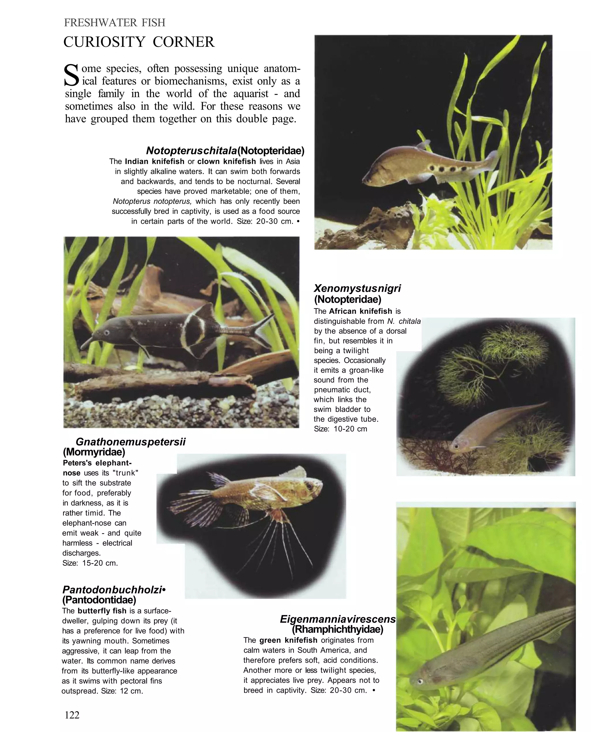 FRESHWATER FISH
CURIOSITY CORNER

S    ome species, often possessing unique anatom-
     ical features or biomechanisms, exist only as a
 single family in the world of the aquarist - and
 sometimes also in the wild. For these reasons we
 have grouped them together on this double page.

                        Notopterus chitala (Notopteridae)
             The Indian knifefish or clown knifefish lives in Asia
               in slightly alkaline waters. It can swim both forwards
                 and backwards, and tends to be nocturnal. Several
                       species have proved marketable; one of them,
              Notopterus notopterus, which has only recently been
              successfully bred in captivity, is used as a food source
                     in certain parts of the world. Size: 20-30 cm. •




                                                                         Xenomystus nigri
                                                                         (Notopteridae)
                                                                         The African knifefish is
                                                                         distinguishable from N. chitala
                                                                         by the absence of a dorsal
                                                                         fin, but resembles it in
                                                                         being a twilight
                                                                         species. Occasionally
                                                                         it emits a groan-like
                                                                         sound from the
                                                                         pneumatic duct,
                                                                         which links the
                                                                         swim bladder to
                                                                         the digestive tube.
                                                                         Size: 10-20 cm
  Gnathonemus petersii
(Mormyridae)
Peters's elephant-
nose uses its "trunk"
to sift the substrate
for food, preferably
in darkness, as it is
rather timid. The
elephant-nose can
emit weak - and quite
harmless - electrical
discharges.
Size: 15-20 cm.


Pantodon buchholzi •
(Pantodontidae)
The butterfly fish is a surface-
dweller, gulping down its prey (it                             Eigenmannia virescens
has a preference for live food) with                             (Rhamphichthyidae)
its yawning mouth. Sometimes                         The green knifefish originates from
aggressive, it can leap from the                     calm waters in South America, and
water. Its common name derives                       therefore prefers soft, acid conditions.
from its butterfly-like appearance                   Another more or less twilight species,
as it swims with pectoral fins                       it appreciates live prey. Appears not to
outspread. Size: 12 cm.                              breed in captivity. Size: 20-30 cm. •


122
 