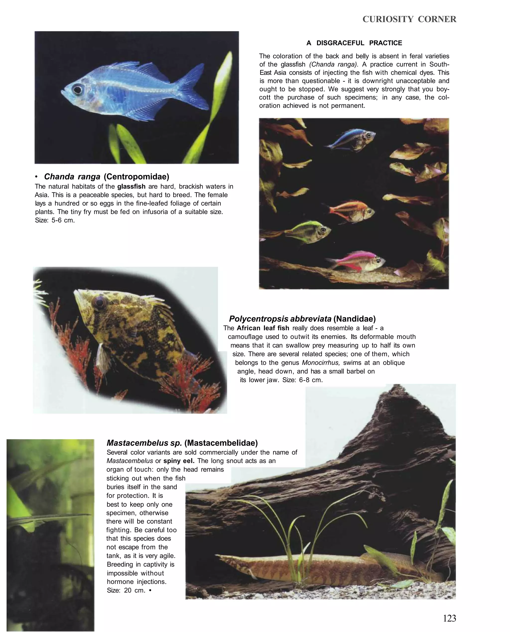 CURIOSITY CORNER

                                                                                         A DISGRACEFUL PRACTICE
                                                                         The coloration of the back and belly is absent in feral varieties
                                                                         of the glassfish (Chanda ranga). A practice current in South-
                                                                         East Asia consists of injecting the fish with chemical dyes. This
                                                                         is more than questionable - it is downright unacceptable and
                                                                         ought to be stopped. We suggest very strongly that you boy-
                                                                         cott the purchase of such specimens; in any case, the col-
                                                                         oration achieved is not permanent.




• Chanda ranga (Centropomidae)
The natural habitats of the glassfish are hard, brackish waters in
Asia. This is a peaceable species, but hard to breed. The female
lays a hundred or so eggs in the fine-leafed foliage of certain
plants. The tiny fry must be fed on infusoria of a suitable size.
Size: 5-6 cm.




                                                                Polycentropsis abbreviata (Nandidae)
                                                              The African leaf fish really does resemble a leaf - a
                                                               camouflage used to outwit its enemies. Its deformable mouth
                                                                means that it can swallow prey measuring up to half its own
                                                                 size. There are several related species; one of them, which
                                                                  belongs to the genus Monocirrhus, swims at an oblique
                                                                   angle, head down, and has a small barbel on
                                                                    its lower jaw. Size: 6-8 cm.




                       Mastacembelus sp. (Mastacembelidae)
                       Several color variants are sold commercially under the name of
                       Mastacembelus or spiny eel. The long snout acts as an
                       organ of touch: only the head remains
                       sticking out when the fish
                       buries itself in the sand
                       for protection. It is
                       best to keep only one
                       specimen, otherwise
                       there will be constant
                       fighting. Be careful too
                       that this species does
                       not escape from the
                       tank, as it is very agile.
                       Breeding in captivity is
                       impossible without
                       hormone injections.
                       Size: 20 cm. •



                                                                                                                                       123
 