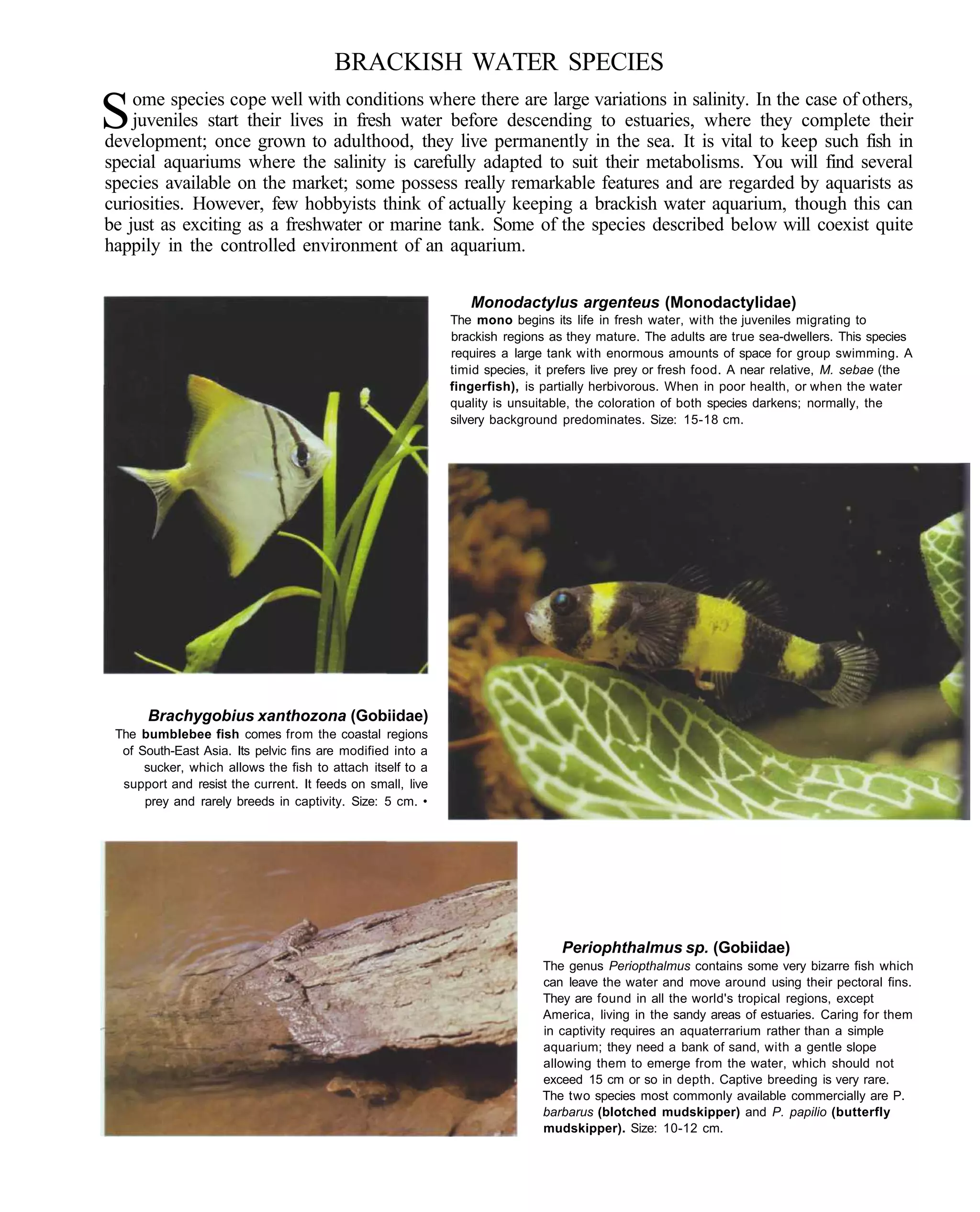 BRACKISH WATER SPECIES
    ome species cope well with conditions where there are large variations in salinity. In the case of others,
S   juveniles start their lives in fresh water before descending to estuaries, where they complete their
development; once grown to adulthood, they live permanently in the sea. It is vital to keep such fish in
special aquariums where the salinity is carefully adapted to suit their metabolisms. You will find several
species available on the market; some possess really remarkable features and are regarded by aquarists as
curiosities. However, few hobbyists think of actually keeping a brackish water aquarium, though this can
be just as exciting as a freshwater or marine tank. Some of the species described below will coexist quite
happily in the controlled environment of an aquarium.

                                                               Monodactylus argenteus (Monodactylidae)
                                                            The mono begins its life in fresh water, with the juveniles migrating to
                                                            brackish regions as they mature. The adults are true sea-dwellers. This species
                                                            requires a large tank with enormous amounts of space for group swimming. A
                                                            timid species, it prefers live prey or fresh food. A near relative, M. sebae (the
                                                            fingerfish), is partially herbivorous. When in poor health, or when the water
                                                            quality is unsuitable, the coloration of both species darkens; normally, the
                                                            silvery background predominates. Size: 15-18 cm.




      Brachygobius xanthozona (Gobiidae)
 The bumblebee fish comes from the coastal regions
  of South-East Asia. Its pelvic fins are modified into a
      sucker, which allows the fish to attach itself to a
  support and resist the current. It feeds on small, live
      prey and rarely breeds in captivity. Size: 5 cm. •




                                                                               Periophthalmus sp. (Gobiidae)
                                                                            The genus Periopthalmus contains some very bizarre fish which
                                                                            can leave the water and move around using their pectoral fins.
                                                                            They are found in all the world's tropical regions, except
                                                                            America, living in the sandy areas of estuaries. Caring for them
                                                                            in captivity requires an aquaterrarium rather than a simple
                                                                            aquarium; they need a bank of sand, with a gentle slope
                                                                            allowing them to emerge from the water, which should not
                                                                            exceed 15 cm or so in depth. Captive breeding is very rare.
                                                                            The two species most commonly available commercially are P.
                                                                            barbarus (blotched mudskipper) and P. papilio (butterfly
                                                                            mudskipper). Size: 10-12 cm.
 