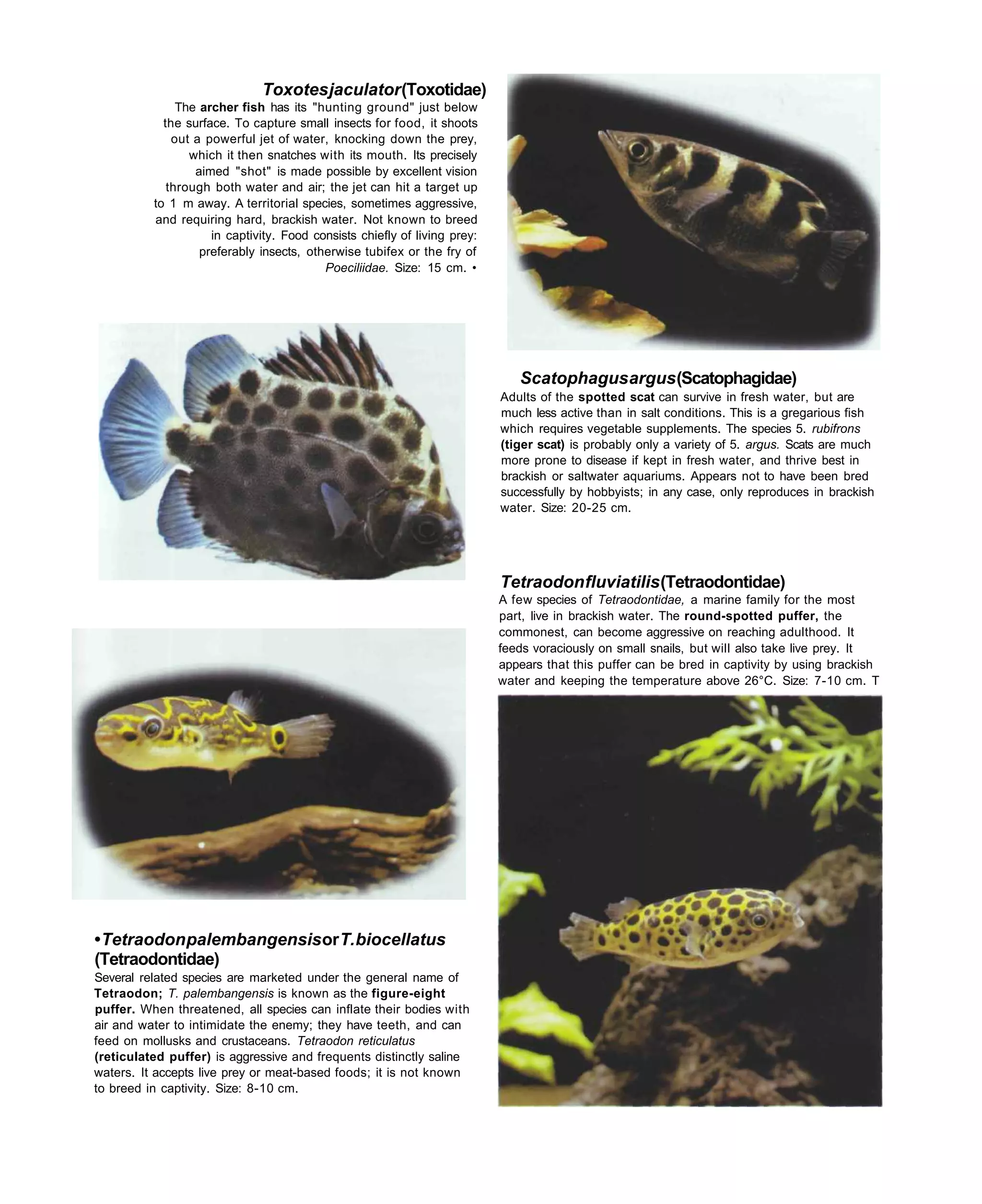 Toxotes jaculator (Toxotidae)
               The archer fish has its "hunting ground" just below
            the surface. To capture small insects for food, it shoots
              out a powerful jet of water, knocking down the prey,
                 which it then snatches with its mouth. Its precisely
                  aimed "shot" is made possible by excellent vision
             through both water and air; the jet can hit a target up
          to 1 m away. A territorial species, sometimes aggressive,
          and requiring hard, brackish water. Not known to breed
                     in captivity. Food consists chiefly of living prey:
                   preferably insects, otherwise tubifex or the fry of
                                          Poeciliidae. Size: 15 cm. •




                                                                              Scatophagus argus (Scatophagidae)
                                                                           Adults of the spotted scat can survive in fresh water, but are
                                                                           much less active than in salt conditions. This is a gregarious fish
                                                                           which requires vegetable supplements. The species 5. rubifrons
                                                                           (tiger scat) is probably only a variety of 5. argus. Scats are much
                                                                           more prone to disease if kept in fresh water, and thrive best in
                                                                           brackish or saltwater aquariums. Appears not to have been bred
                                                                           successfully by hobbyists; in any case, only reproduces in brackish
                                                                           water. Size: 20-25 cm.




                                                                           Tetraodon fluviatilis (Tetraodontidae)
                                                                           A few species of Tetraodontidae, a marine family for the most
                                                                           part, live in brackish water. The round-spotted puffer, the
                                                                           commonest, can become aggressive on reaching adulthood. It
                                                                           feeds voraciously on small snails, but will also take live prey. It
                                                                           appears that this puffer can be bred in captivity by using brackish
                                                                           water and keeping the temperature above 26°C. Size: 7-10 cm. T




• Tetraodon palembangensis or T. biocellatus
(Tetraodontidae)
Several related species are marketed under the general name of
Tetraodon; T. palembangensis is known as the figure-eight
puffer. When threatened, all species can inflate their bodies with
air and water to intimidate the enemy; they have teeth, and can
feed on mollusks and crustaceans. Tetraodon reticulatus
(reticulated puffer) is aggressive and frequents distinctly saline
waters. It accepts live prey or meat-based foods; it is not known
to breed in captivity. Size: 8-10 cm.
 