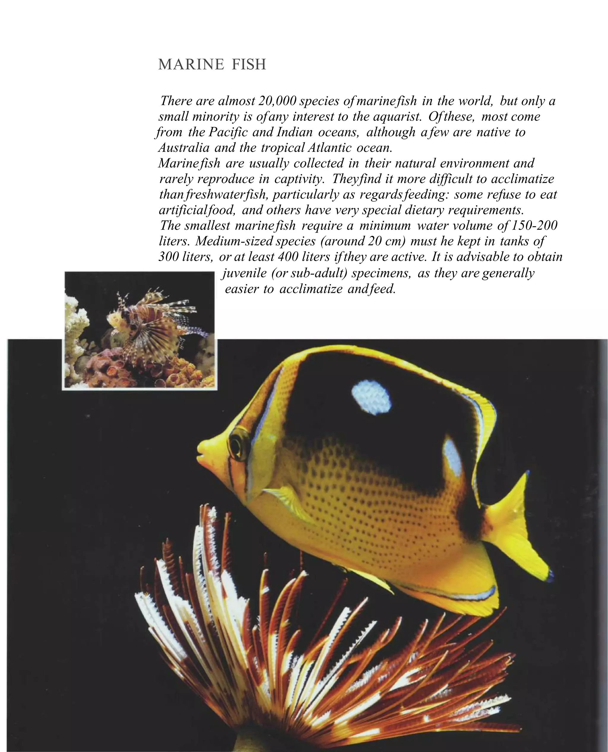 MARINE FISH

 There are almost 20,000 species of marine fish in the world, but only a
 small minority is of any interest to the aquarist. Of these, most come
from the Pacific and Indian oceans, although a few are native to
Australia and the tropical Atlantic ocean.
Marine fish are usually collected in their natural environment and
 rarely reproduce in captivity. They find it more difficult to acclimatize
 than freshwater fish, particularly as regards feeding: some refuse to eat
 artificial food, and others have very special dietary requirements.
 The smallest marine fish require a minimum water volume of 150-200
 liters. Medium-sized species (around 20 cm) must he kept in tanks of
300 liters, or at least 400 liters if they are active. It is advisable to obtain
               juvenile (or sub-adult) specimens, as they are generally
                easier to acclimatize and feed.
 