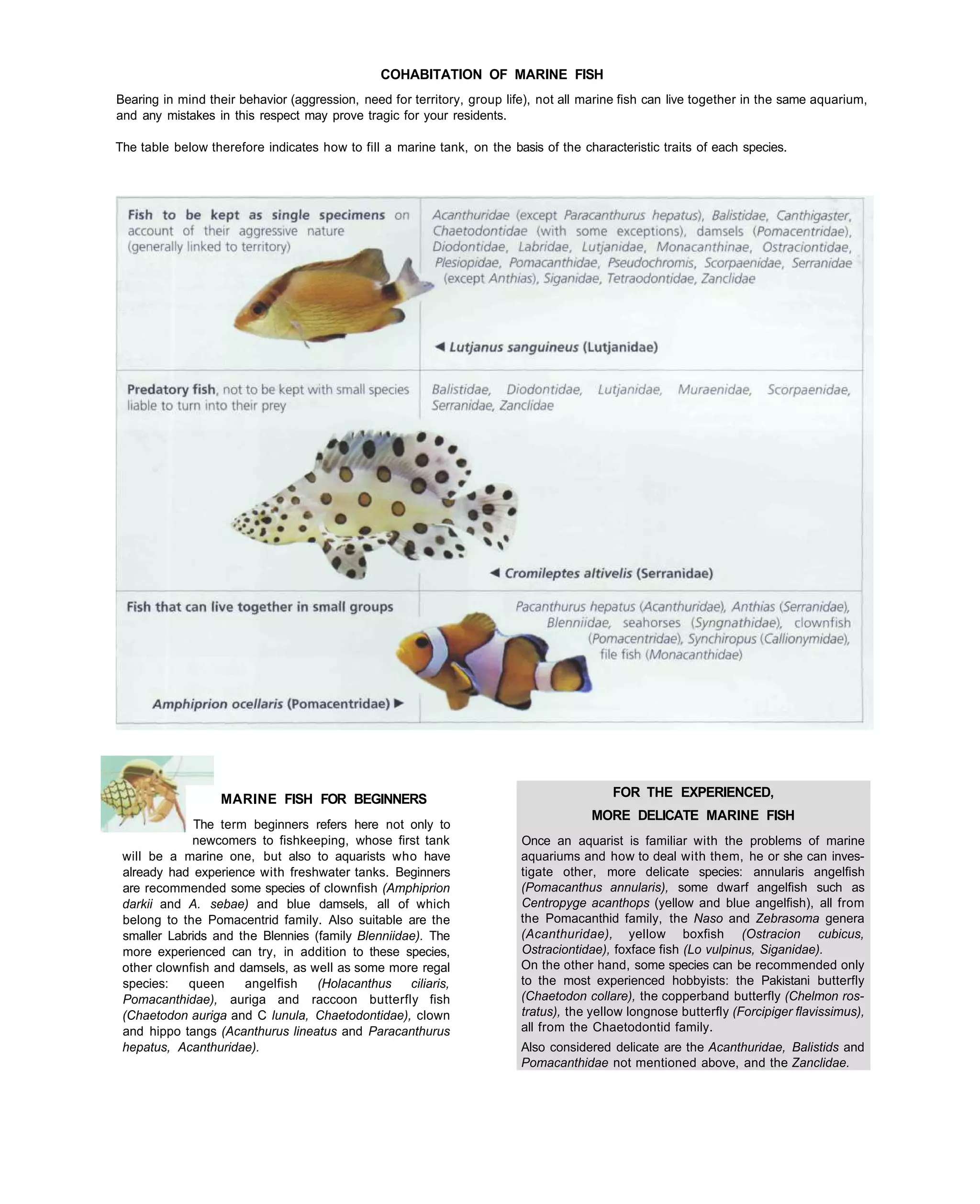 COHABITATION OF MARINE FISH
Bearing in mind their behavior (aggression, need for territory, group life), not all marine fish can live together in the same aquarium,
and any mistakes in this respect may prove tragic for your residents.

The table below therefore indicates how to fill a marine tank, on the basis of the characteristic traits of each species.




                  MARINE FISH FOR BEGINNERS                                               FOR THE EXPERIENCED,
                                                                                      MORE DELICATE MARINE FISH
              The term beginners refers here not only to
             newcomers to fishkeeping, whose first tank                  Once an aquarist is familiar with the problems of marine
 will be a marine one, but also to aquarists who have                    aquariums and how to deal with them, he or she can inves-
 already had experience with freshwater tanks. Beginners                 tigate other, more delicate species: annularis angelfish
 are recommended some species of clownfish (Amphiprion                   (Pomacanthus annularis), some dwarf angelfish such as
 darkii and A. sebae) and blue damsels, all of which                     Centropyge acanthops (yellow and blue angelfish), all from
 belong to the Pomacentrid family. Also suitable are the                 the Pomacanthid family, the Naso and Zebrasoma genera
 smaller Labrids and the Blennies (family Blenniidae). The               (Acanthuridae), yellow boxfish (Ostracion cubicus,
 more experienced can try, in addition to these species,                 Ostraciontidae), foxface fish (Lo vulpinus, Siganidae).
 other clownfish and damsels, as well as some more regal                 On the other hand, some species can be recommended only
 species:   queen     angelfish    (Holacanthus    ciliaris,             to the most experienced hobbyists: the Pakistani butterfly
 Pomacanthidae), auriga and raccoon butterfly fish                       (Chaetodon collare), the copperband butterfly (Chelmon ros-
 (Chaetodon auriga and C lunula, Chaetodontidae), clown                  tratus), the yellow longnose butterfly (Forcipiger flavissimus),
 and hippo tangs (Acanthurus lineatus and Paracanthurus                  all from the Chaetodontid family.
 hepatus, Acanthuridae).                                                 Also considered delicate are the Acanthuridae, Balistids and
                                                                         Pomacanthidae not mentioned above, and the Zanclidae.
 