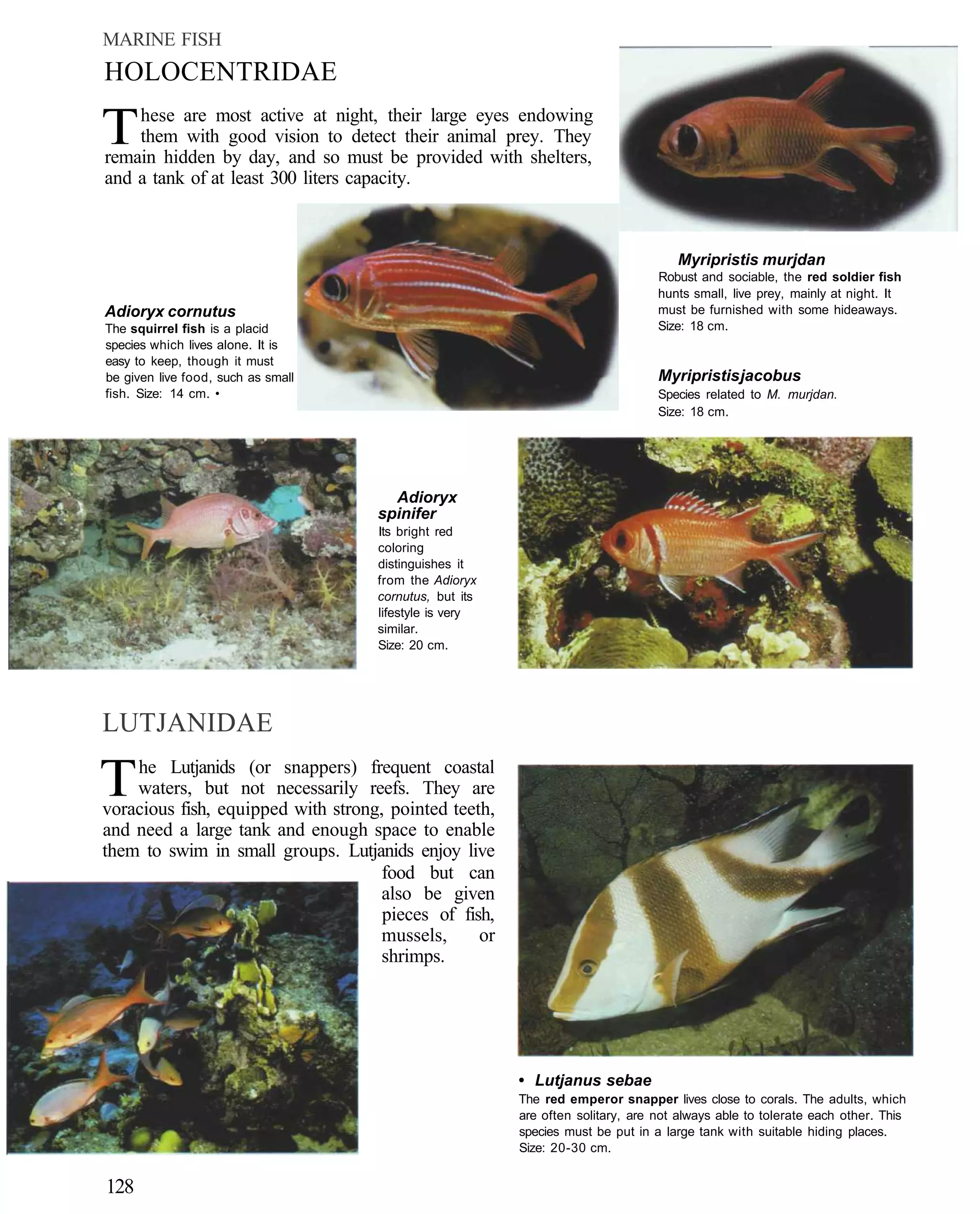 MARINE FISH
HOLOCENTRIDAE

T   hese are most active at night, their large eyes endowing
    them with good vision to detect their animal prey. They
remain hidden by day, and so must be provided with shelters,
and a tank of at least 300 liters capacity.



                                                                                   Myripristis murjdan
                                                                                Robust and sociable, the red soldier fish
                                                                                hunts small, live prey, mainly at night. It
Adioryx cornutus                                                                must be furnished with some hideaways.
The squirrel fish is a placid                                                   Size: 18 cm.
species which lives alone. It is
easy to keep, though it must
be given live food, such as small                                               Myripristis jacobus
fish. Size: 14 cm. •                                                            Species related to M. murjdan.
                                                                                Size: 18 cm.




                                      Adioryx
                                    spinifer
                                    Its bright red
                                    coloring
                                    distinguishes it
                                    from the Adioryx
                                    cornutus, but its
                                    lifestyle is very
                                    similar.
                                    Size: 20 cm.




LUTJANIDAE

T   he Lutjanids (or snappers) frequent coastal
    waters, but not necessarily reefs. They are
voracious fish, equipped with strong, pointed teeth,
and need a large tank and enough space to enable
them to swim in small groups. Lutjanids enjoy live
                                     food but can
                                     also be given
                                     pieces of fish,
                                     mussels,     or
                                     shrimps.




                                                        • Lutjanus sebae
                                                        The red emperor snapper lives close to corals. The adults, which
                                                        are often solitary, are not always able to tolerate each other. This
                                                        species must be put in a large tank with suitable hiding places.
                                                        Size: 20-30 cm.


128
 
