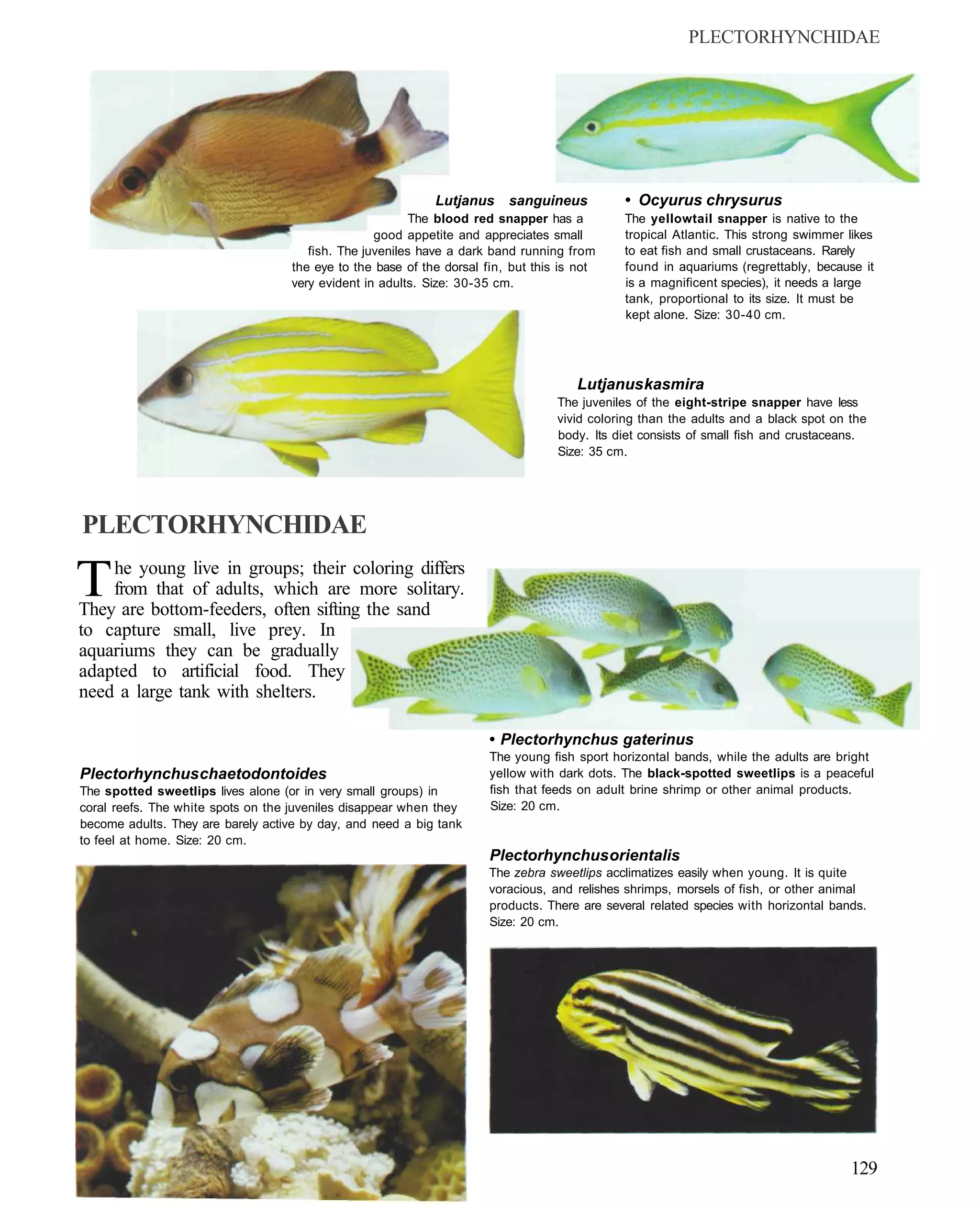 PLECTORHYNCHIDAE




                                                             Lutjanus     sanguineus          • Ocyurus chrysurus
                                                         The blood red snapper has a          The yellowtail snapper is native to the
                                                   good appetite and appreciates small        tropical Atlantic. This strong swimmer likes
                                       fish. The juveniles have a dark band running from      to eat fish and small crustaceans. Rarely
                                    the eye to the base of the dorsal fin, but this is not    found in aquariums (regrettably, because it
                                    very evident in adults. Size: 30-35 cm.                   is a magnificent species), it needs a large
                                                                                              tank, proportional to its size. It must be
                                                                                              kept alone. Size: 30-40 cm.




                                                                                      Lutjanus kasmira
                                                                                   The juveniles of the eight-stripe snapper have less
                                                                                   vivid coloring than the adults and a black spot on the
                                                                                   body. Its diet consists of small fish and crustaceans.
                                                                                   Size: 35 cm.




PLECTORHYNCHIDAE

T   he young live in groups; their coloring differs
    from that of adults, which are more solitary.
They are bottom-feeders, often sifting the sand
to capture small, live prey. In
aquariums they can be gradually
adapted to artificial food. They
need a large tank with shelters.

                                                                       • Plectorhynchus gaterinus
                                                                       The young fish sport horizontal bands, while the adults are bright
Plectorhynchus chaetodontoides                                         yellow with dark dots. The black-spotted sweetlips is a peaceful
The spotted sweetlips lives alone (or in very small groups) in         fish that feeds on adult brine shrimp or other animal products.
coral reefs. The white spots on the juveniles disappear when they      Size: 20 cm.
become adults. They are barely active by day, and need a big tank
to feel at home. Size: 20 cm.
                                                                       Plectorhynchus orientalis
                                                                       The zebra sweetlips acclimatizes easily when young. It is quite
                                                                       voracious, and relishes shrimps, morsels of fish, or other animal
                                                                       products. There are several related species with horizontal bands.
                                                                       Size: 20 cm.




                                                                                                                                      129
 