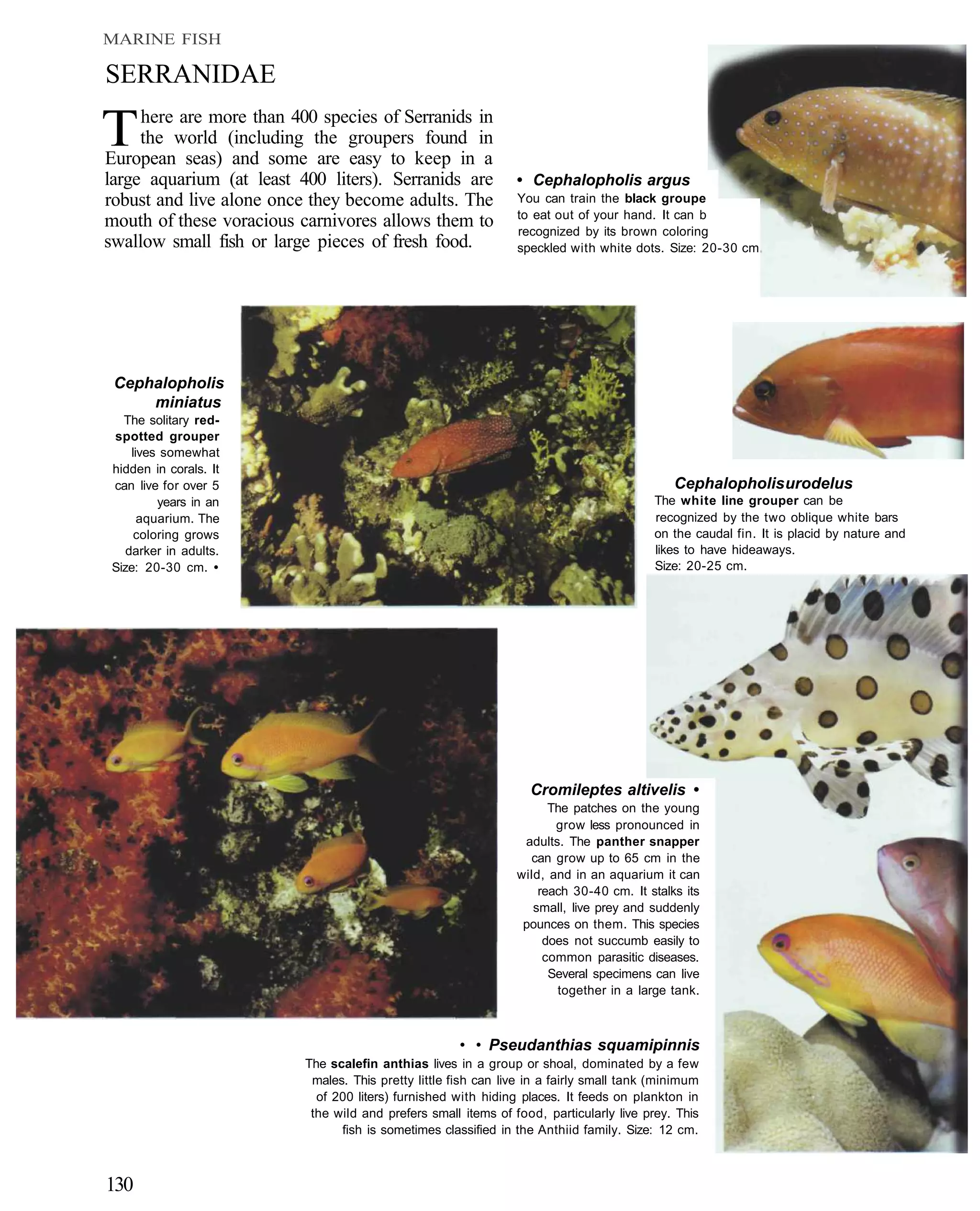 MARINE FISH

SERRANIDAE

T    here are more than 400 species of Serranids in
     the world (including the groupers found in
European seas) and some are easy to keep in a
large aquarium (at least 400 liters). Serranids are             • Cephalopholis argus
robust and live alone once they become adults. The              You can train the black groupe
                                                                to eat out of your hand. It can b
mouth of these voracious carnivores allows them to              recognized by its brown coloring
swallow small fish or large pieces of fresh food.               speckled with white dots. Size: 20-30 cm




 Cephalopholis
     miniatus
   The solitary red-
 spotted grouper
     lives somewhat
 hidden in corals. It
 can live for over 5                                                                         Cephalopholis urodelus
          years in an                                                                    The white line grouper can be
       aquarium. The                                                                     recognized by the two oblique white bars
      coloring grows                                                                     on the caudal fin. It is placid by nature and
    darker in adults.                                                                    likes to have hideaways.
 Size: 20-30 cm. •                                                                       Size: 20-25 cm.




                                                                   Cromileptes altivelis •
                                                                      The patches on the young
                                                                       grow less pronounced in
                                                                 adults. The panther snapper
                                                                  can grow up to 65 cm in the
                                                                wild, and in an aquarium it can
                                                                    reach 30-40 cm. It stalks its
                                                                   small, live prey and suddenly
                                                                 pounces on them. This species
                                                                     does not succumb easily to
                                                                     common parasitic diseases.
                                                                      Several specimens can live
                                                                       together in a large tank.



                                                      • • Pseudanthias squamipinnis
                          The scalefin anthias lives in a group or shoal, dominated by a few
                           males. This pretty little fish can live in a fairly small tank (minimum
                            of 200 liters) furnished with hiding places. It feeds on plankton in
                           the wild and prefers small items of food, particularly live prey. This
                                fish is sometimes classified in the Anthiid family. Size: 12 cm.



130
 