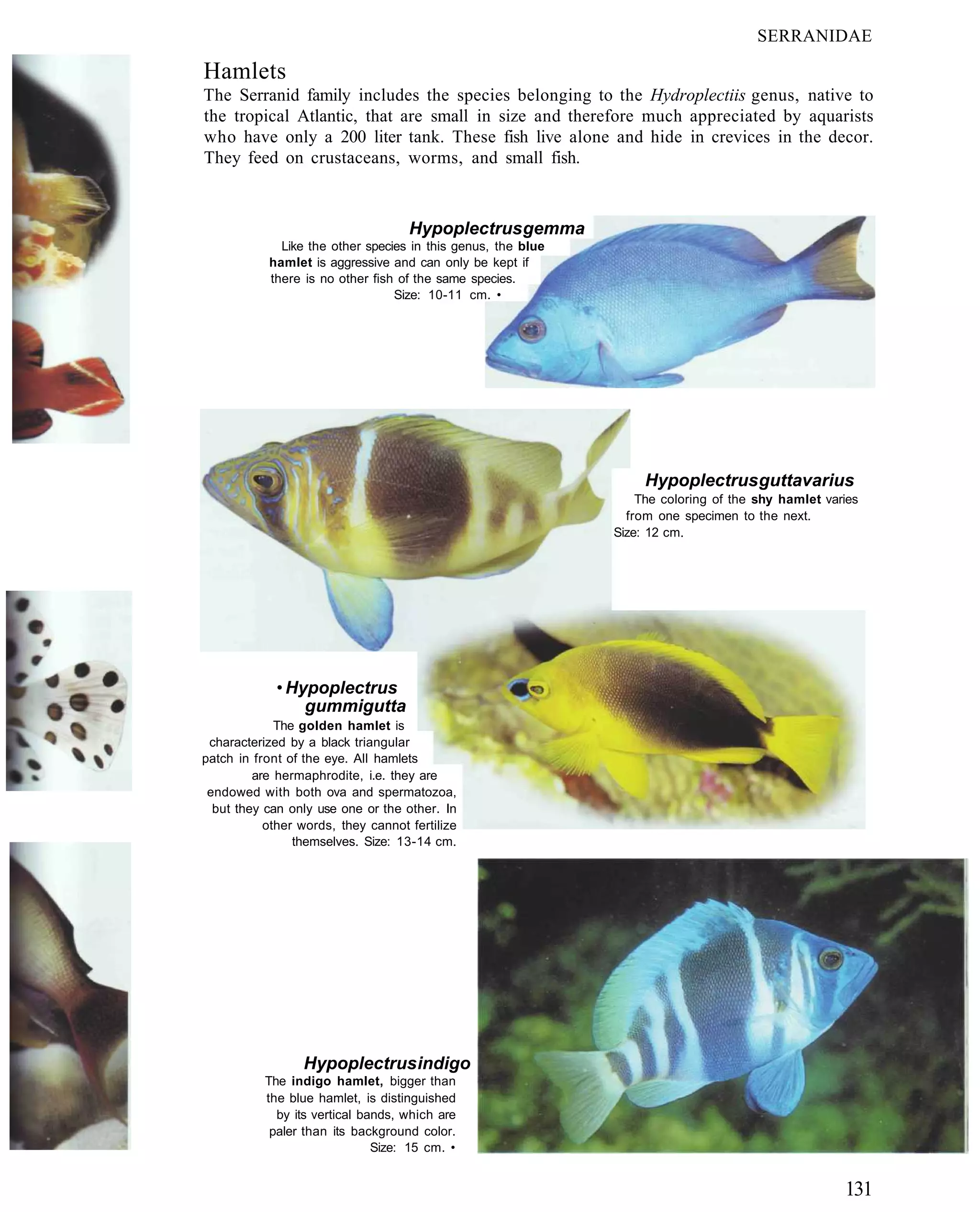SERRANIDAE

Hamlets
The Serranid family includes the species belonging to the Hydroplectiis genus, native to
the tropical Atlantic, that are small in size and therefore much appreciated by aquarists
who have only a 200 liter tank. These fish live alone and hide in crevices in the decor.
They feed on crustaceans, worms, and small fish.



                                    Hypoplectrus gemma
             Like the other species in this genus, the blue
           hamlet is aggressive and can only be kept if
           there is no other fish of the same species.
                                 Size: 10-11 cm. •




                                                                   Hypoplectrus guttavarius
                                                                  The coloring of the shy hamlet varies
                                                                from one specimen to the next.
                                                              Size: 12 cm.




             • Hypoplectrus
                 gummigutta
             The golden hamlet is
 characterized by a black triangular
patch in front of the eye. All hamlets
         are hermaphrodite, i.e. they are
 endowed with both ova and spermatozoa,
  but they can only use one or the other. In
           other words, they cannot fertilize
                themselves. Size: 13-14 cm.




                 Hypoplectrus indigo
           The indigo hamlet, bigger than
           the blue hamlet, is distinguished
             by its vertical bands, which are
            paler than its background color.
                               Size: 15 cm. •


                                                                                                    131
 
